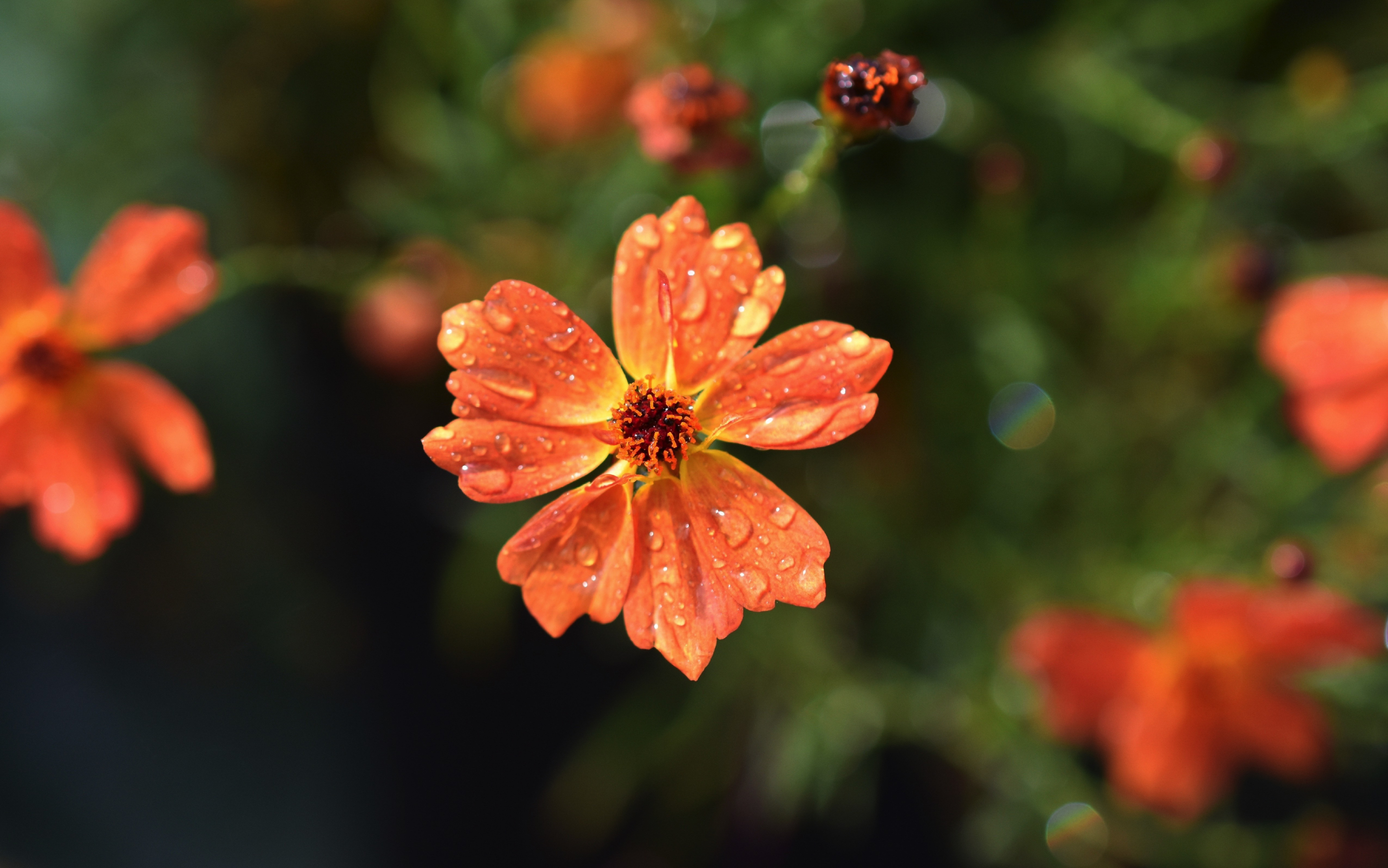 Drops, orange flowers, flora, blur, 2880x1800 wallpaper
