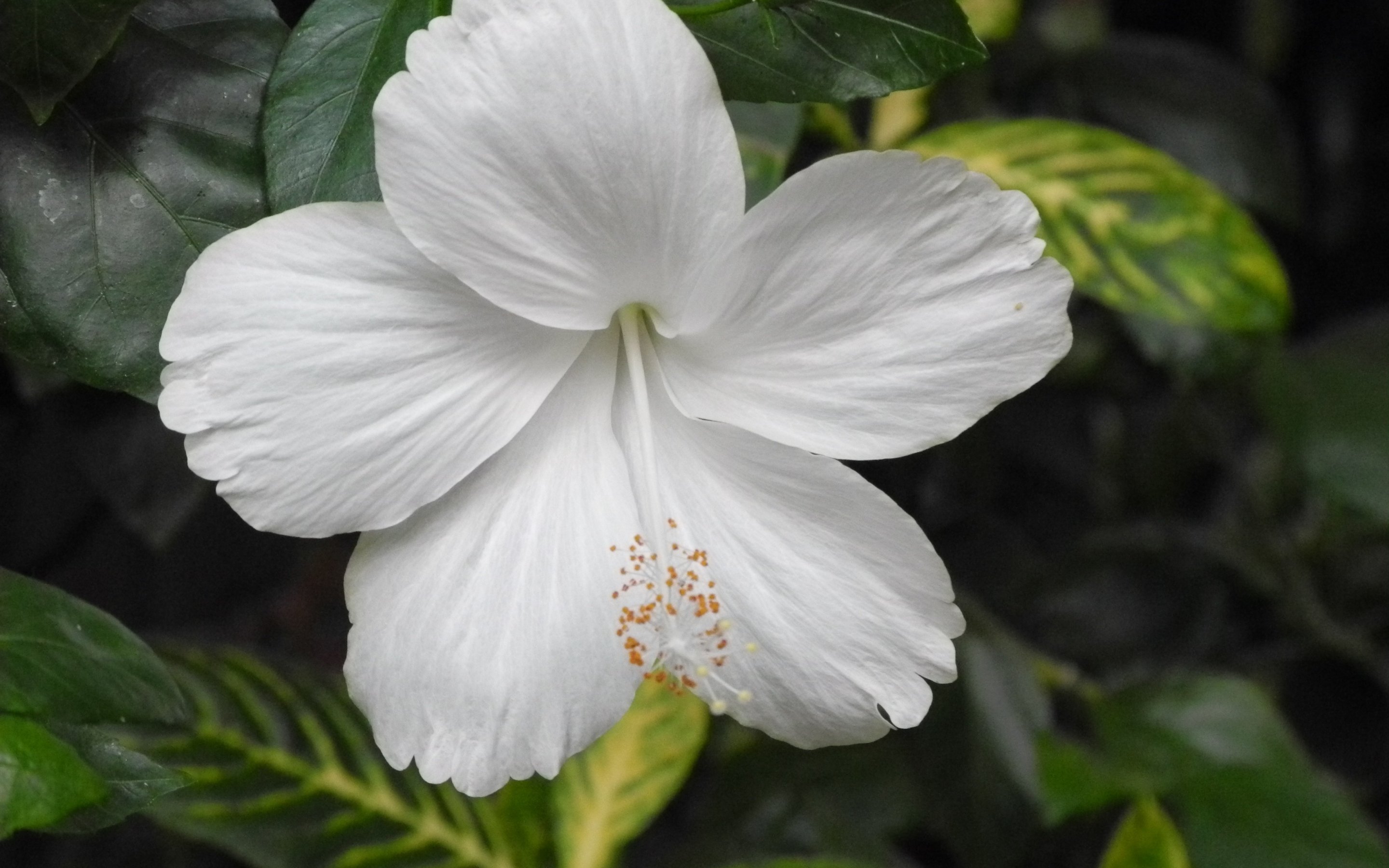 Гибискус китайская роза белая