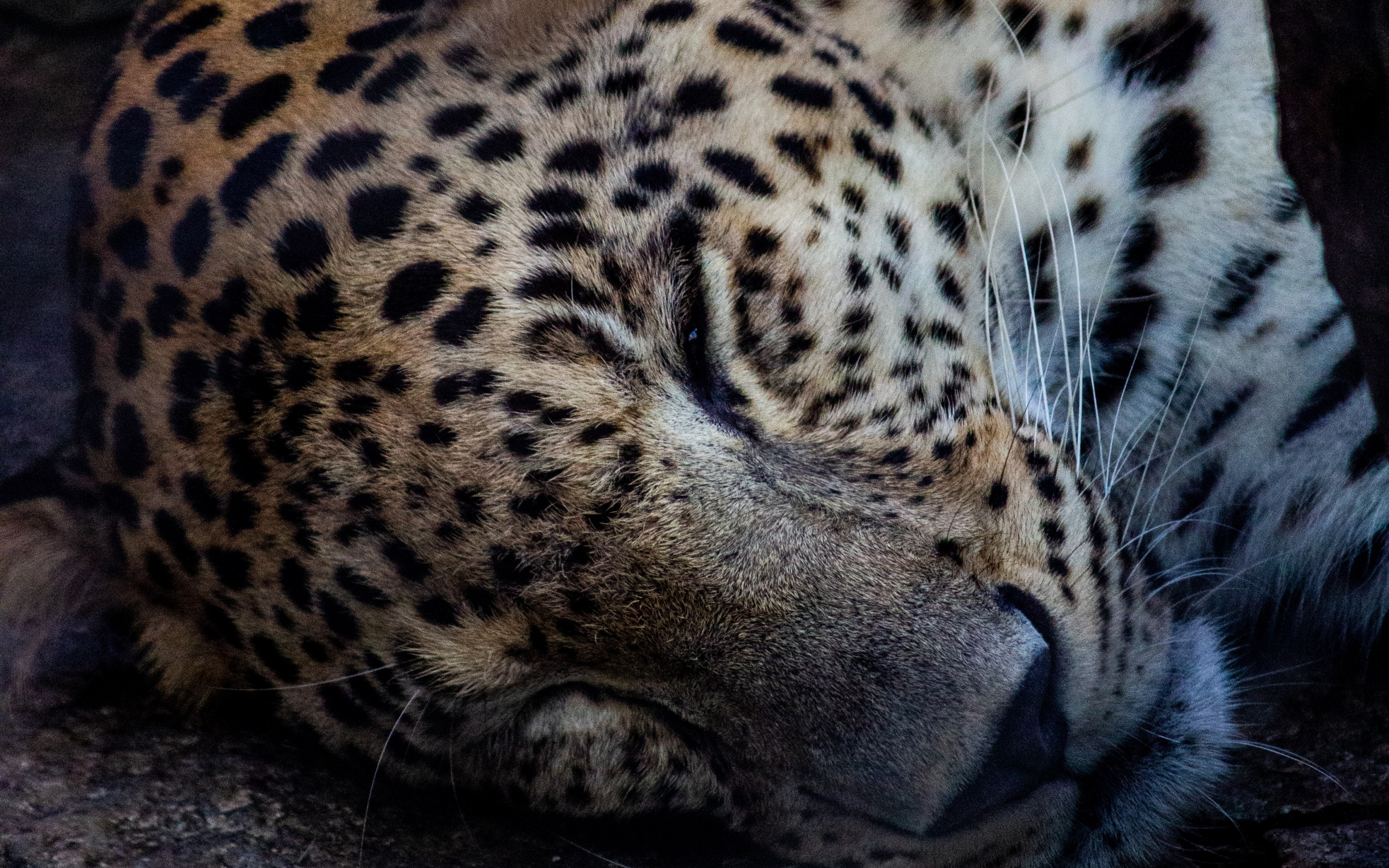 Relaxed, leopard, predator's muzzle, 2880x1800 wallpaper