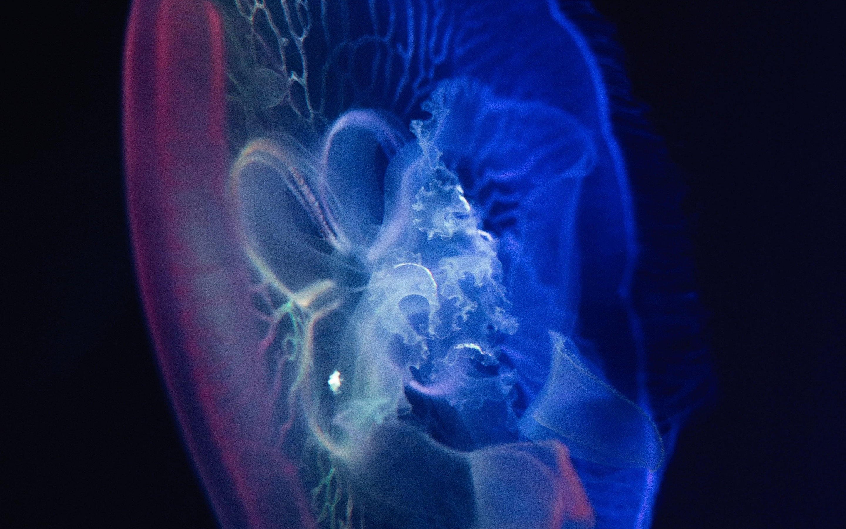 Jellyfish, glow, close up, transparent, 2880x1800 wallpaper