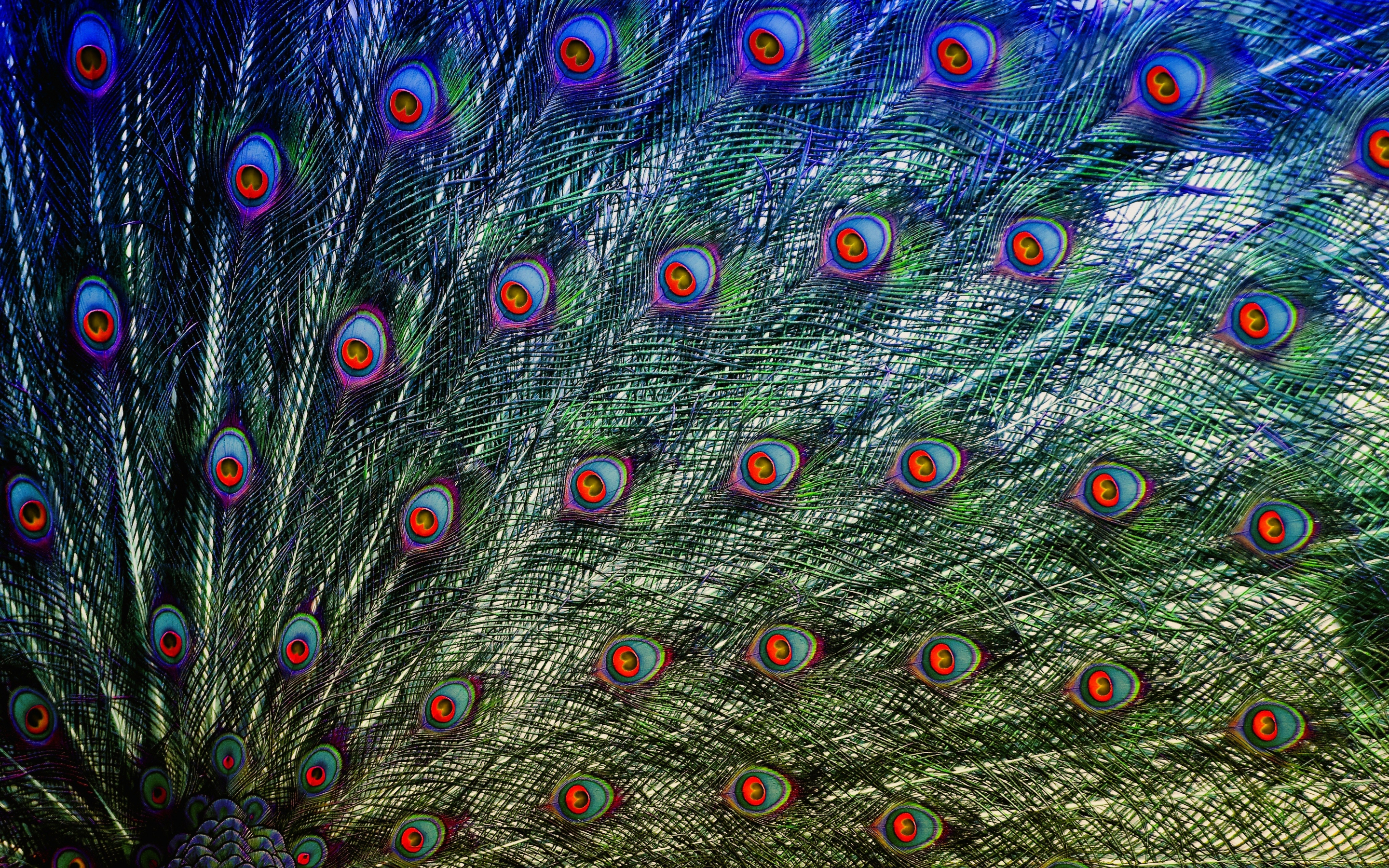 Peacock, bird, plumage, 2880x1800 wallpaper