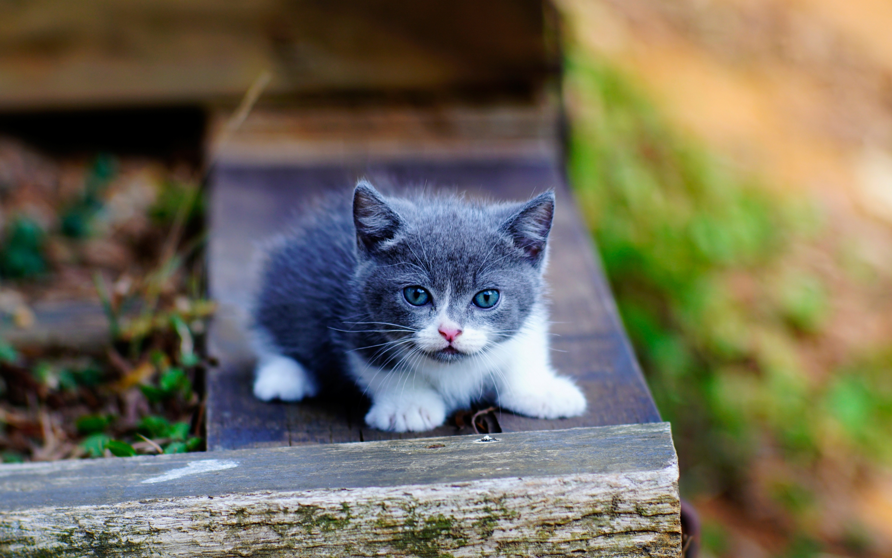 Cute, kitten, blue eyes, adorable, 2880x1800 wallpaper