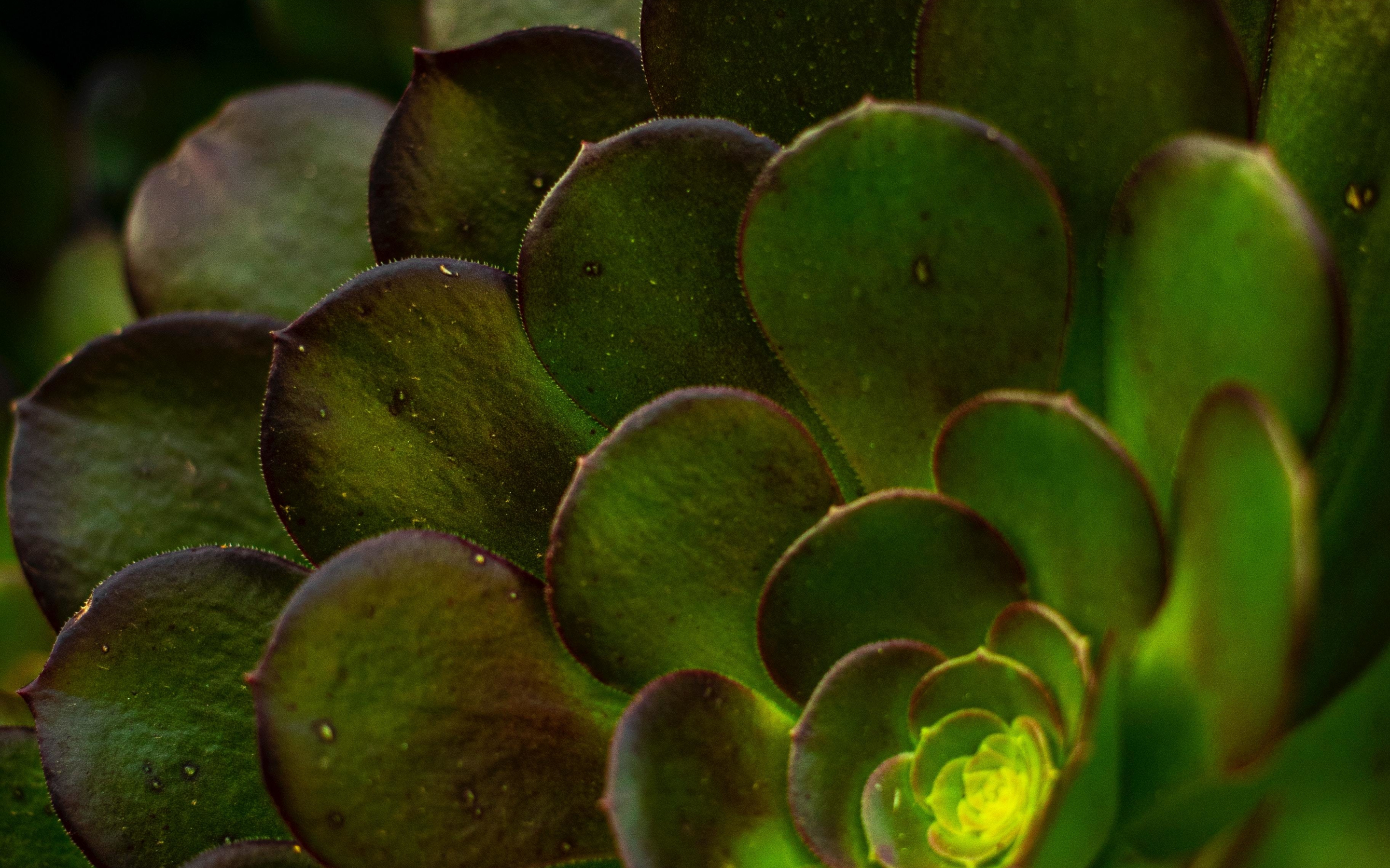 Succulent plant, close up, 2880x1800 wallpaper