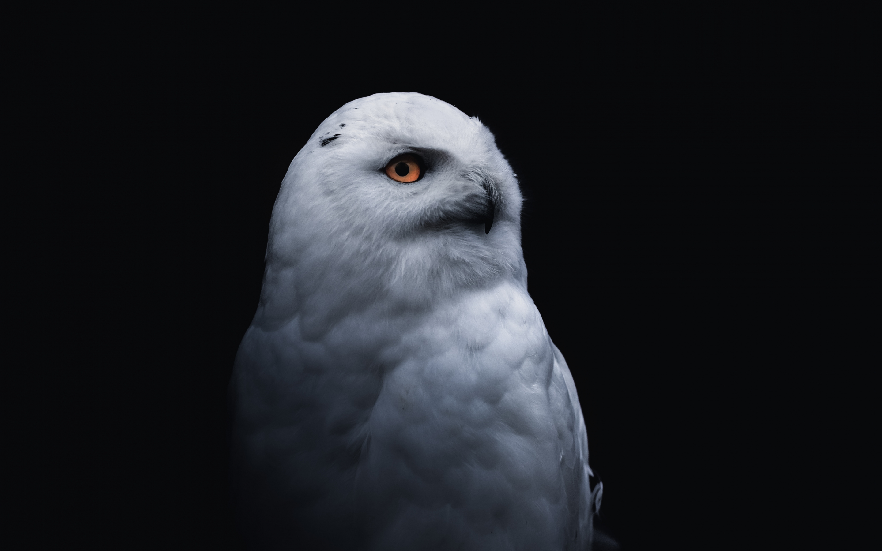 Yellow eye bird, white owl, 2880x1800 wallpaper