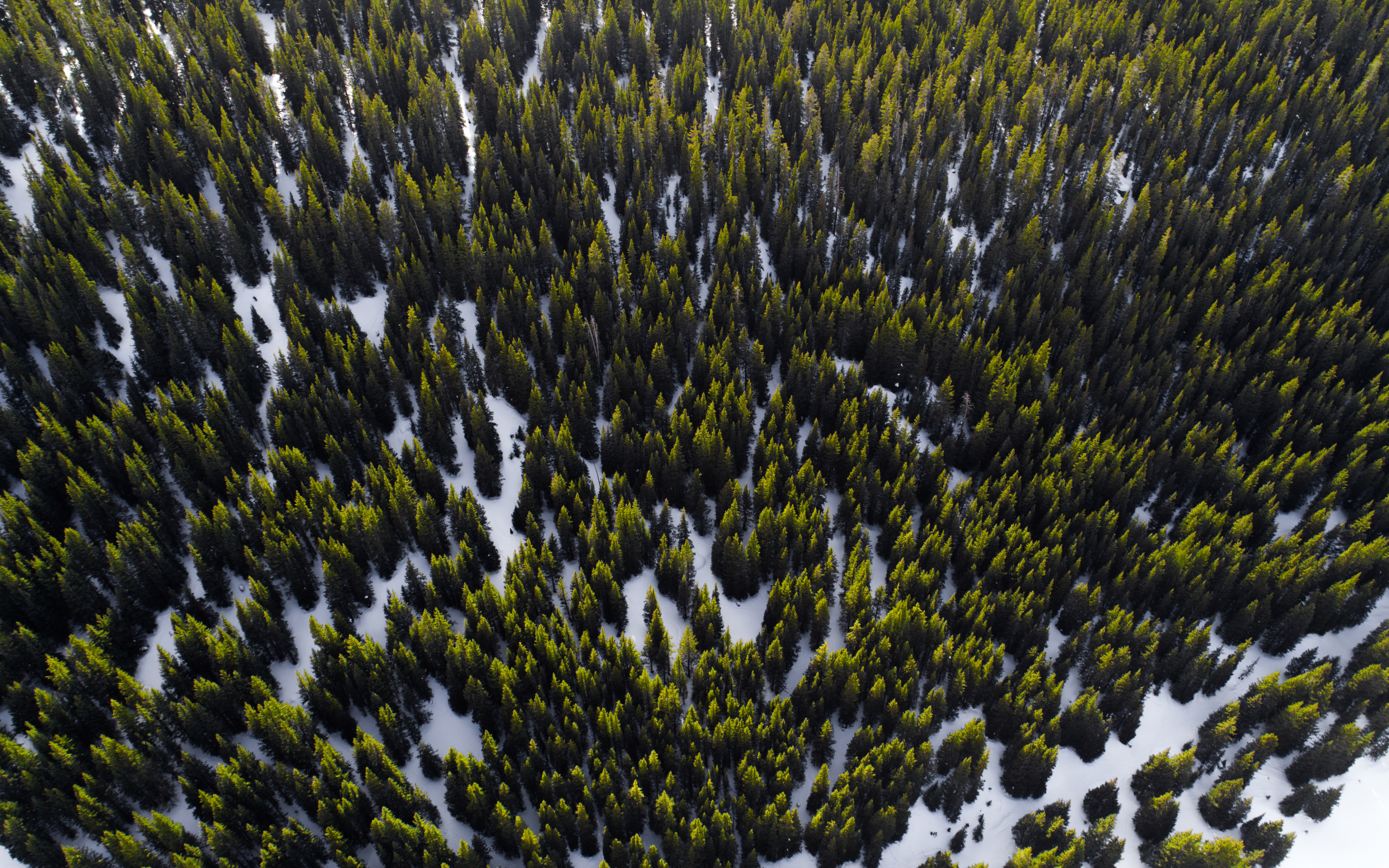 Trees, aerial view, forest, nature, 2880x1800 wallpaper