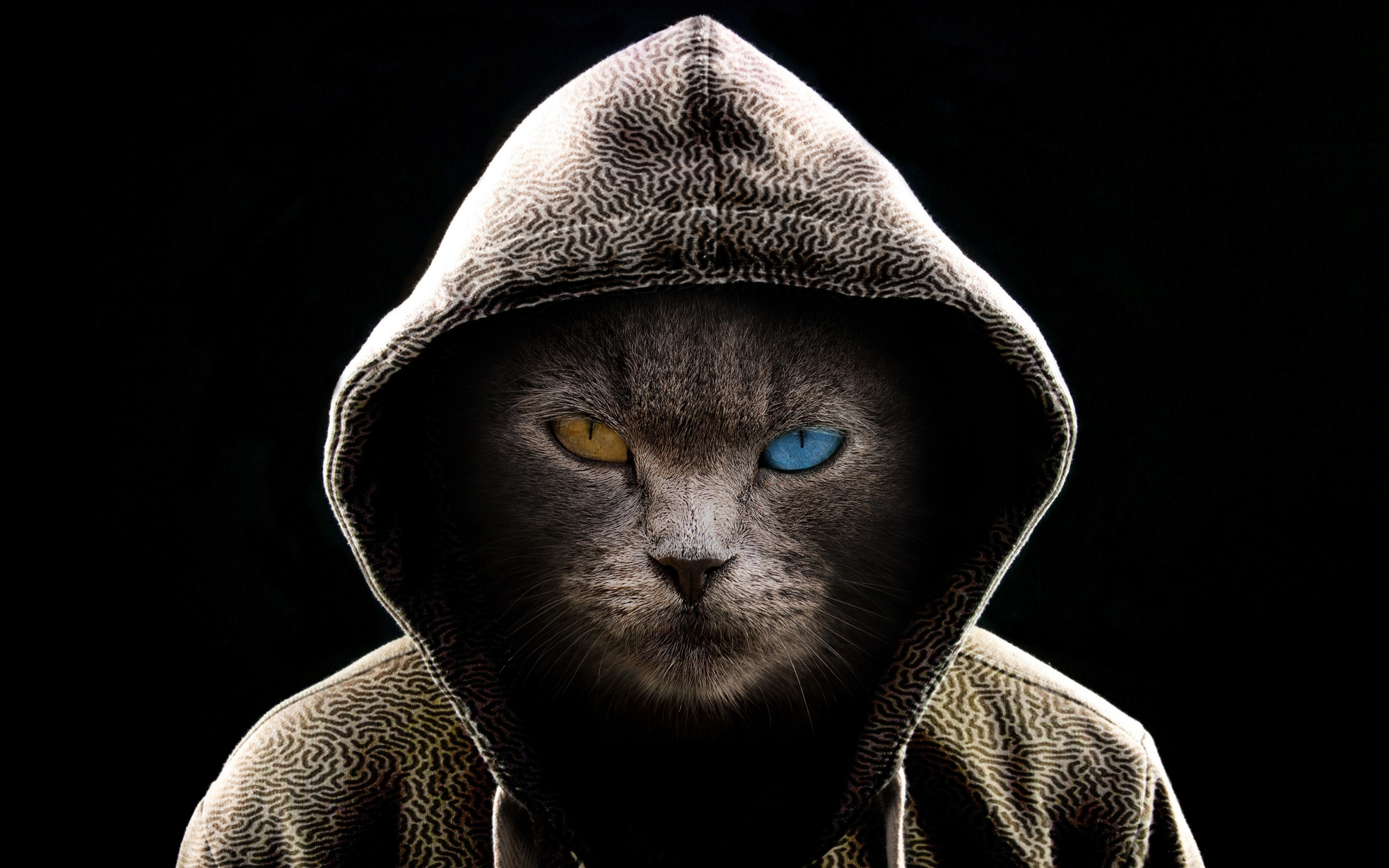 Cat in hood, colored eyes, 2880x1800 wallpaper
