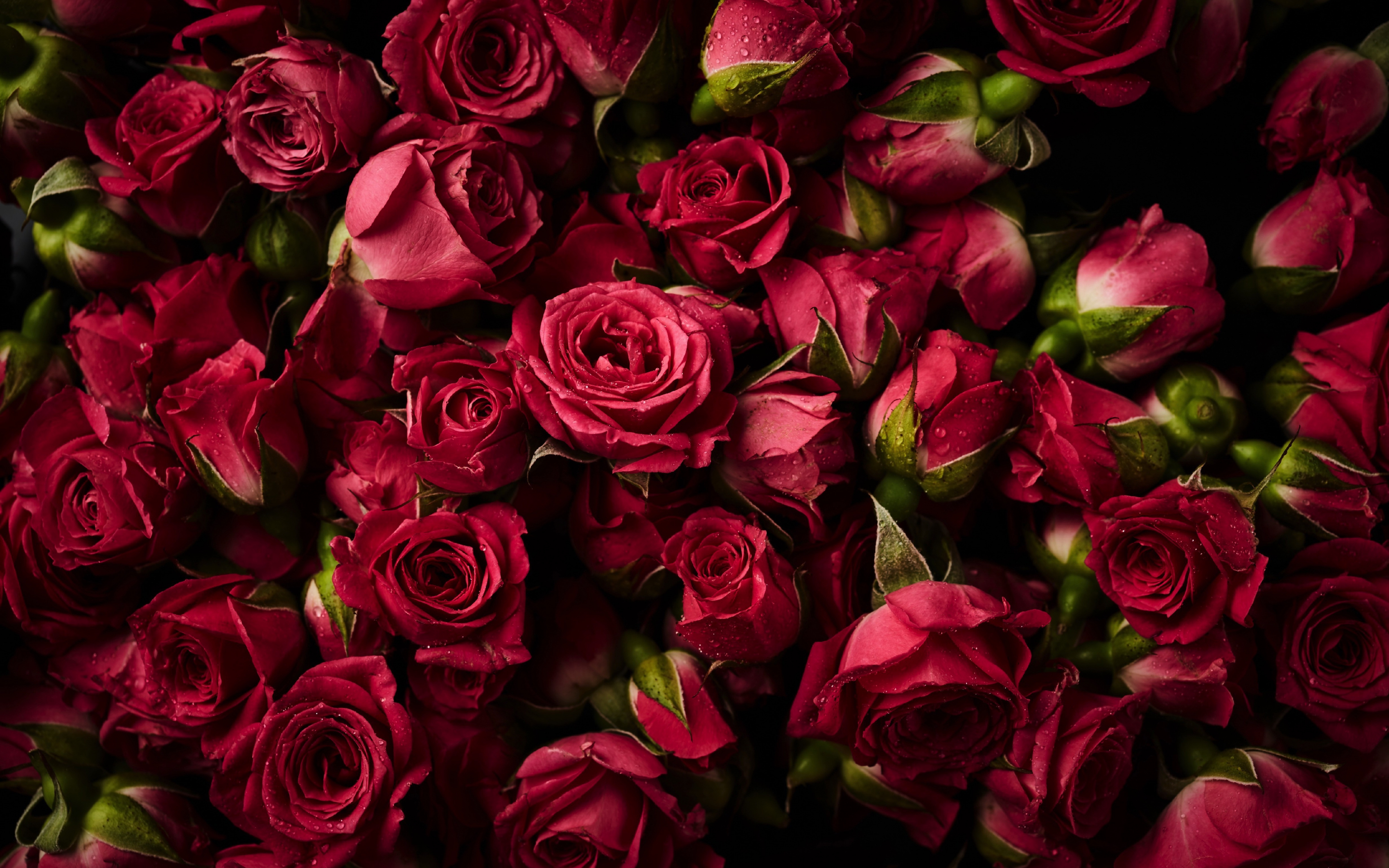 Pink roses, buds, flowers, 2880x1800 wallpaper