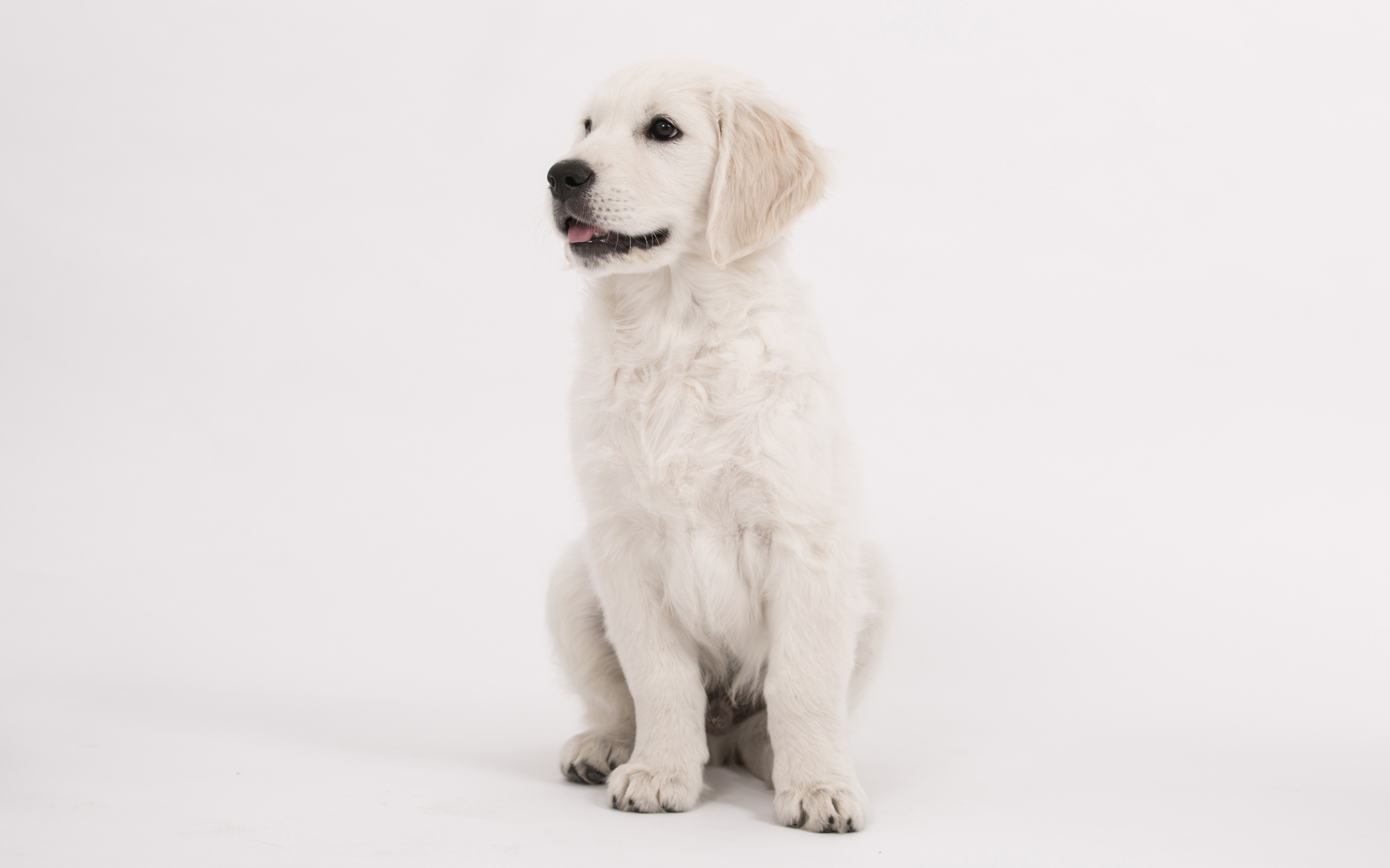 Puppy, cute, dog, golden retriever, 2880x1800 wallpaper