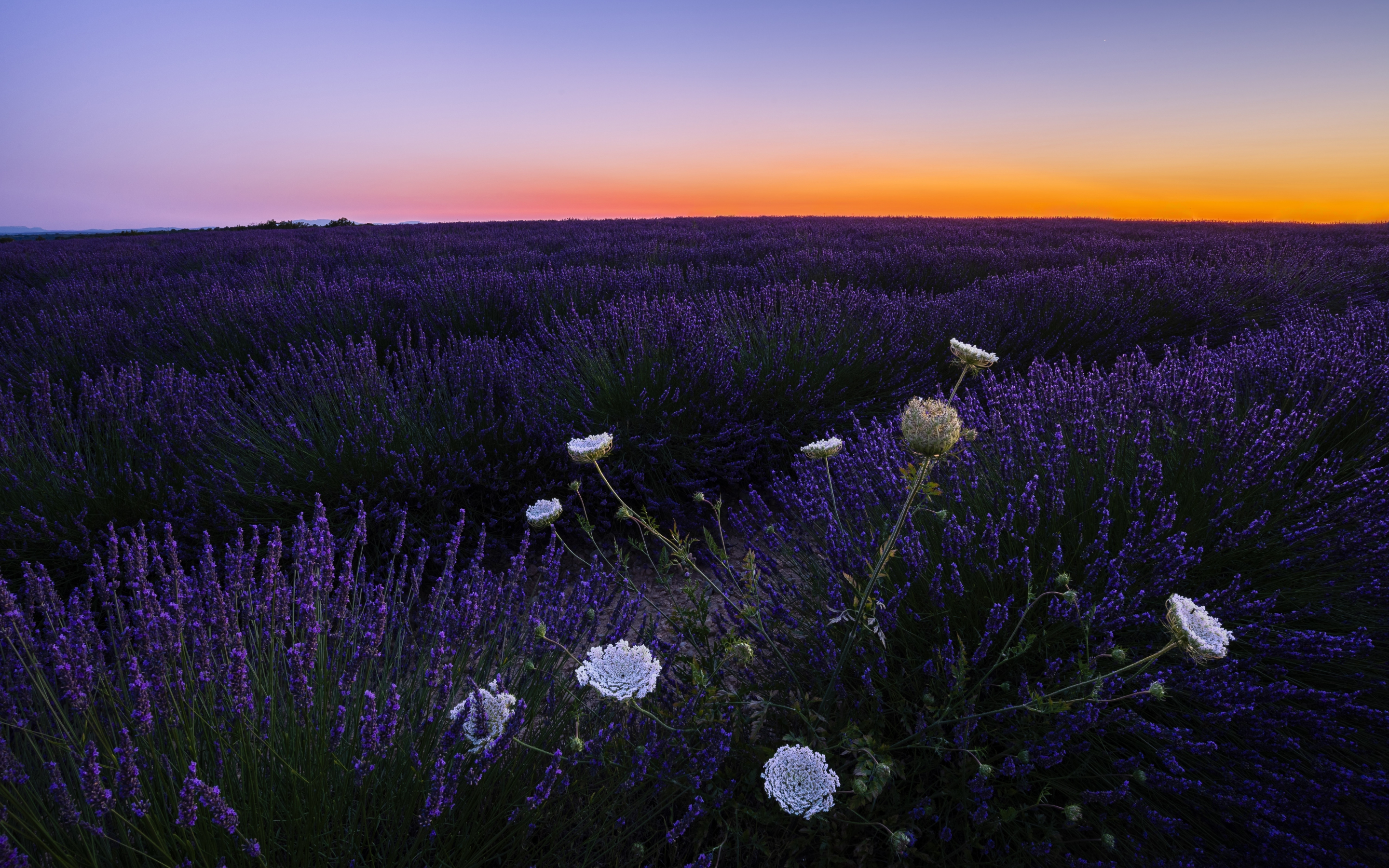 Lavenders, meadow, flowers, sunset, 2880x1800 wallpaper