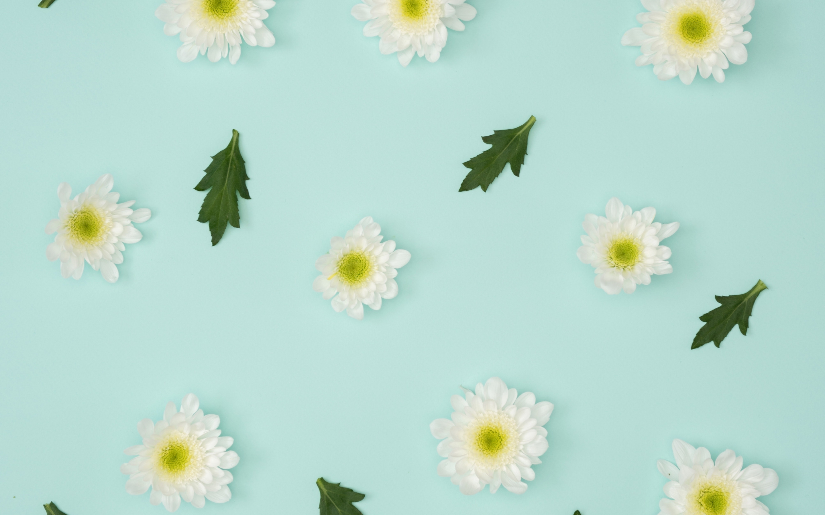 Chamomile, leaves, flowers, minimalism, 2880x1800 wallpaper