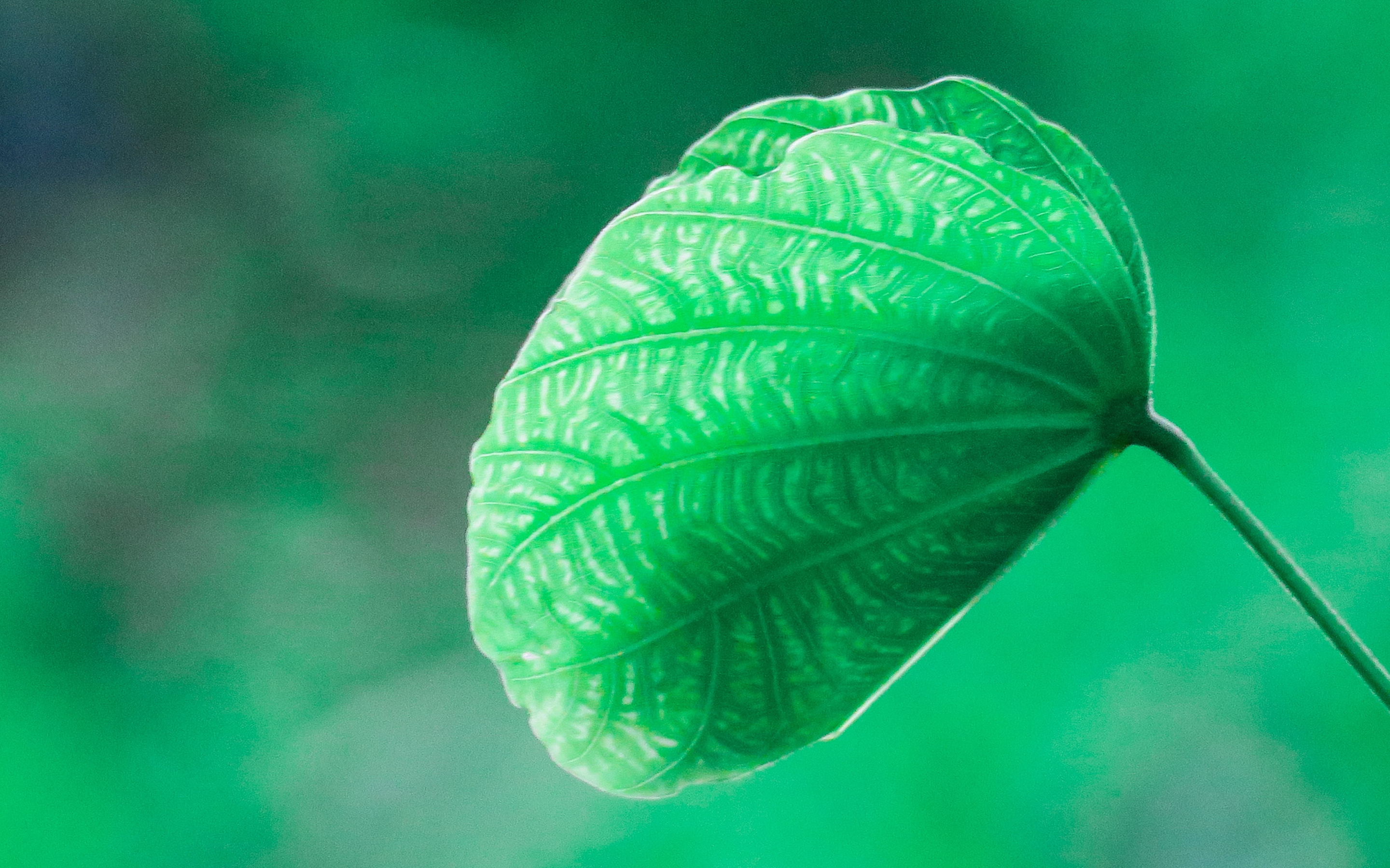 Close up, green leaf, blur, 2880x1800 wallpaper