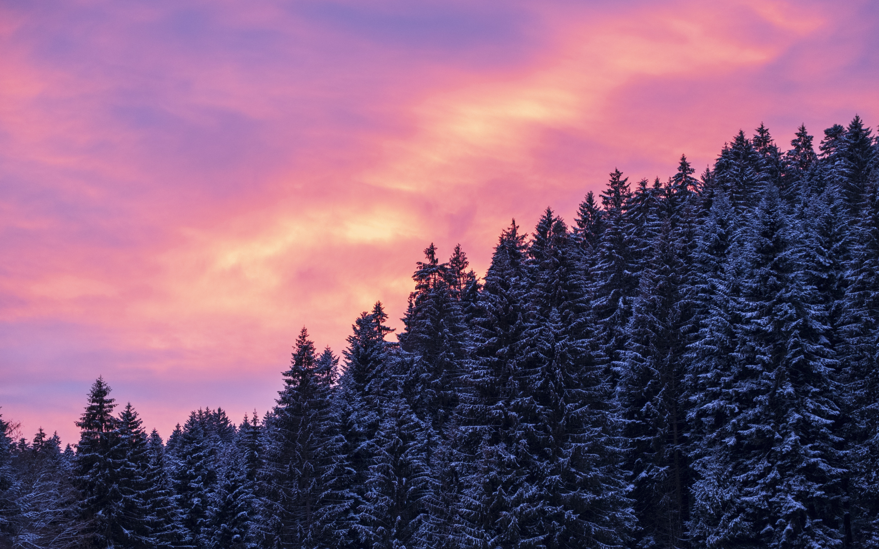 Afterglow, sunset, trees, winter, 2880x1800 wallpaper