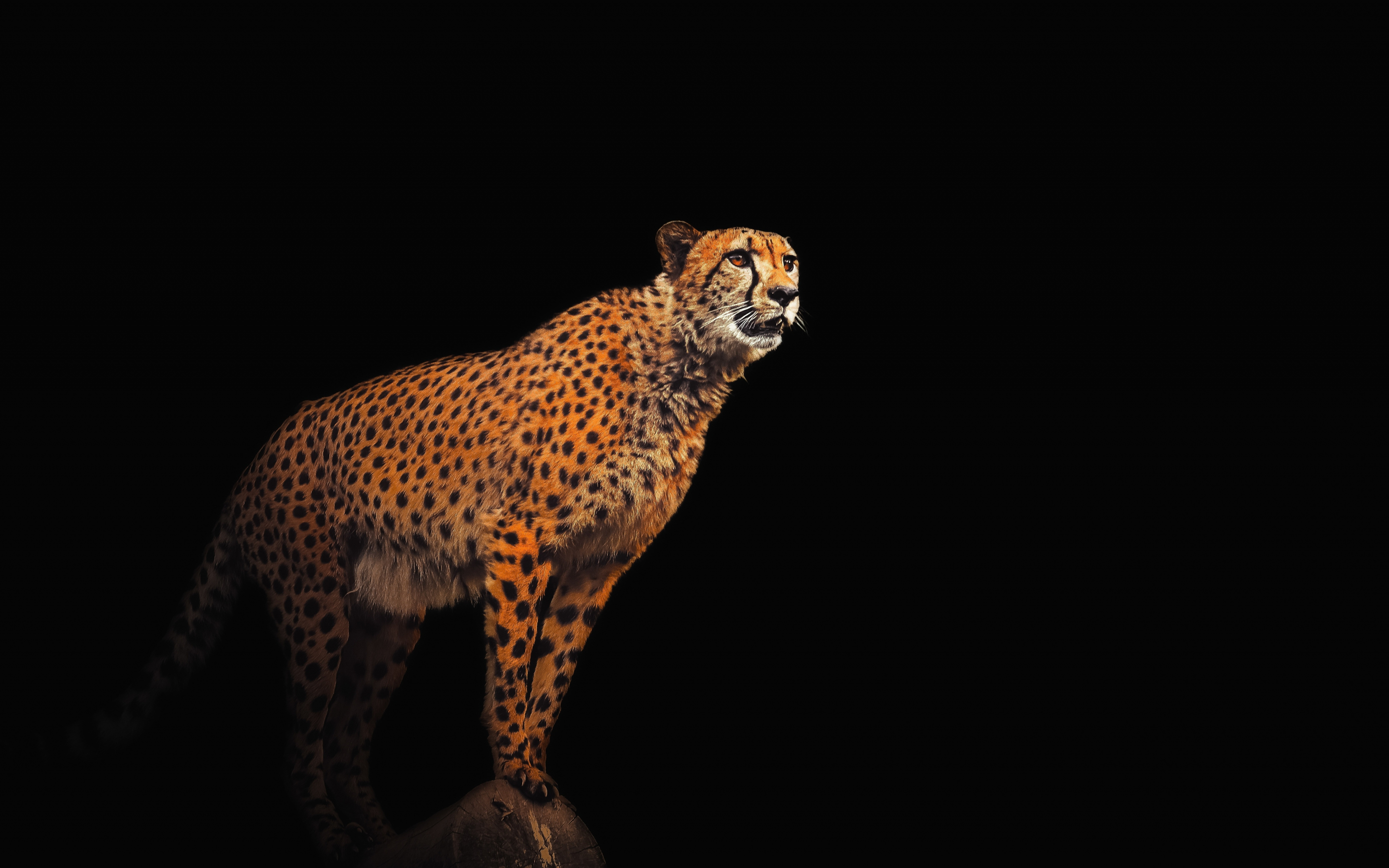Predator, cheetah, minimal, portrait, 2880x1800 wallpaper