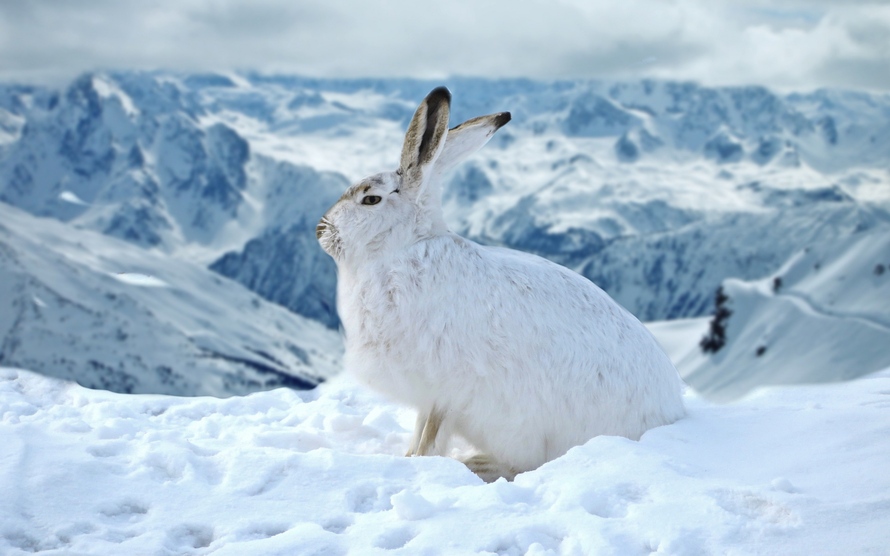 Bunny, rabbit, animal, winter, outdoor, 2880x1800 wallpaper