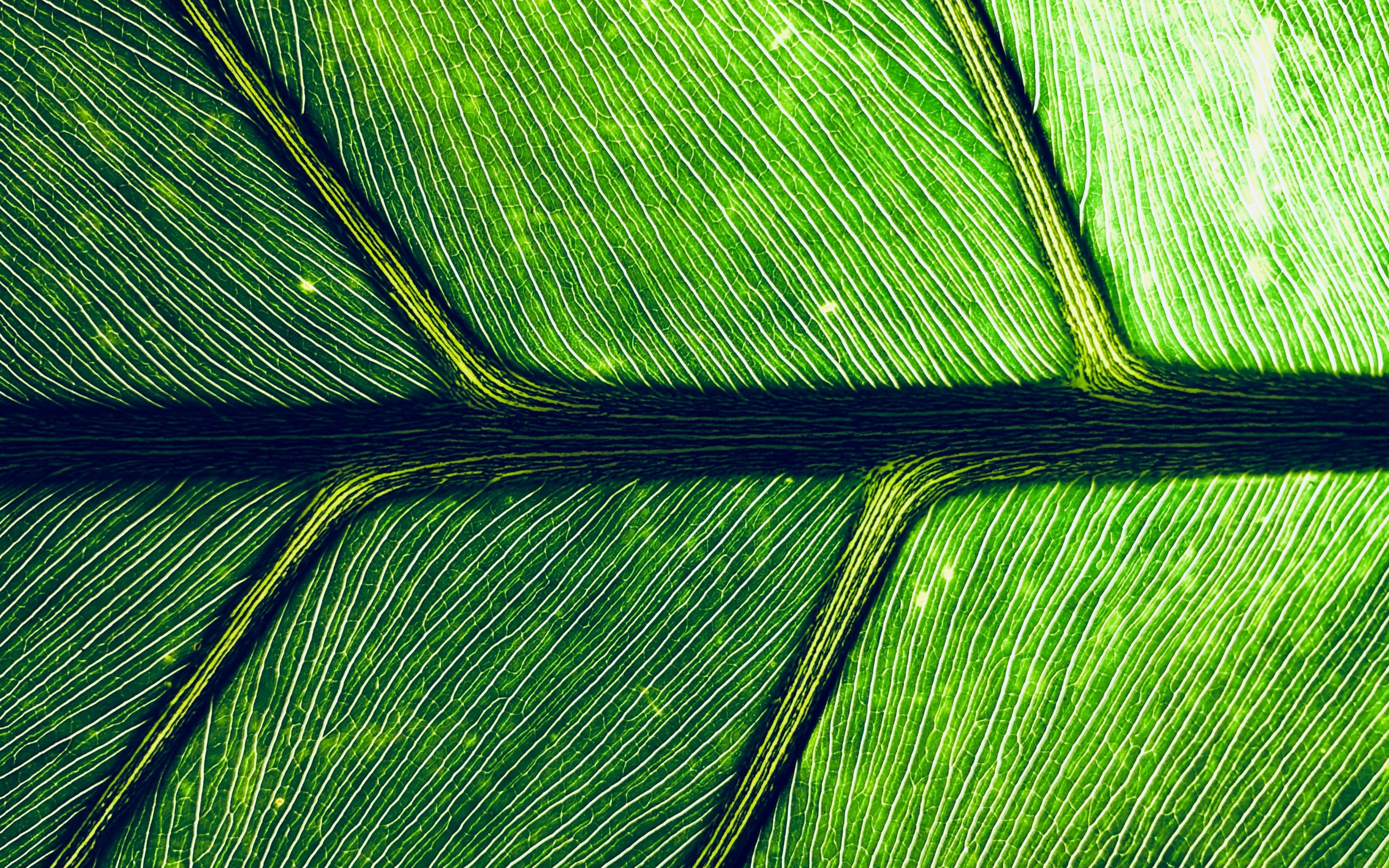 Leaf, veins, macro, green, 2880x1800 wallpaper