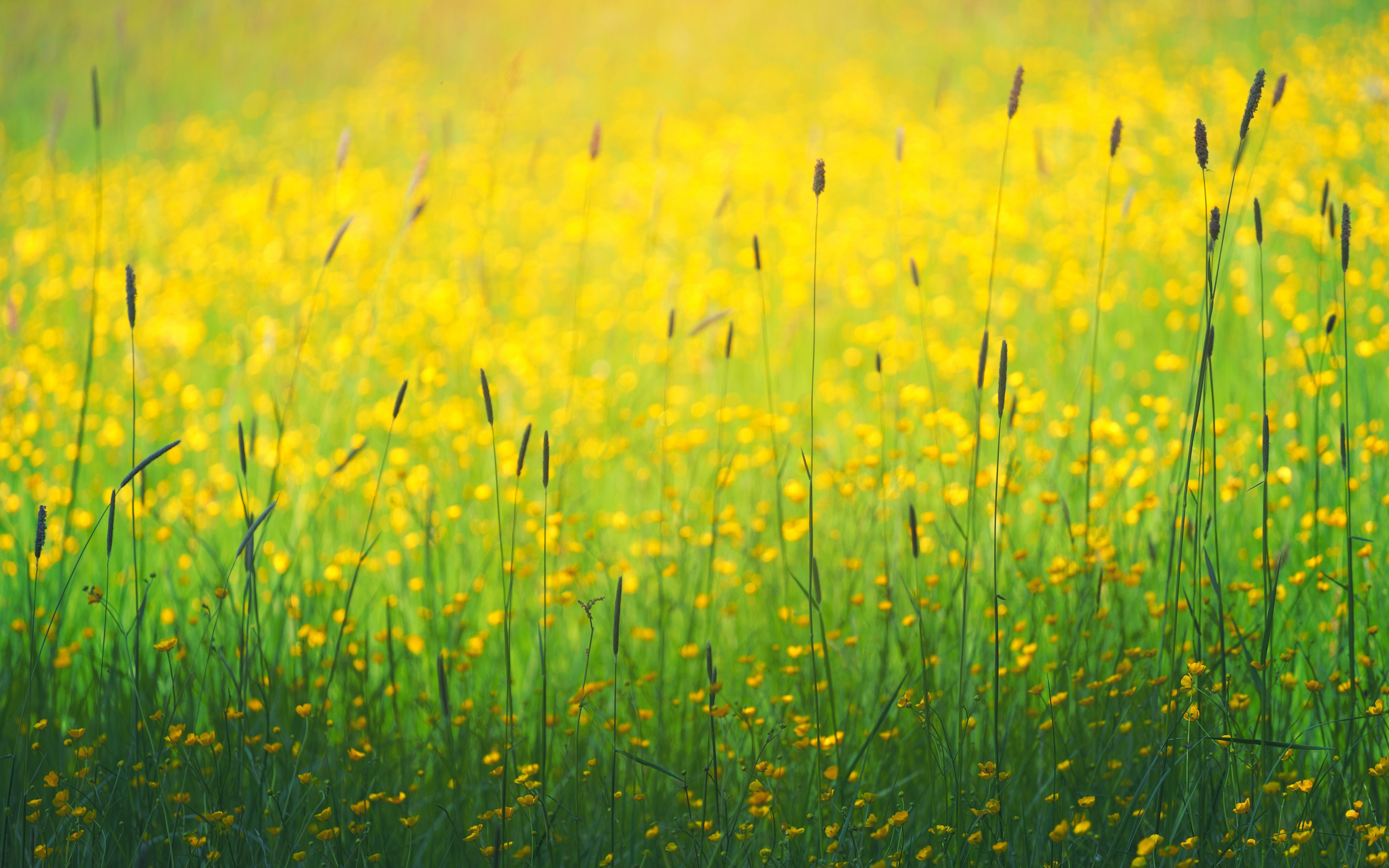 Flowers field, yellow flowers, plants, meadow, 2880x1800 wallpaper