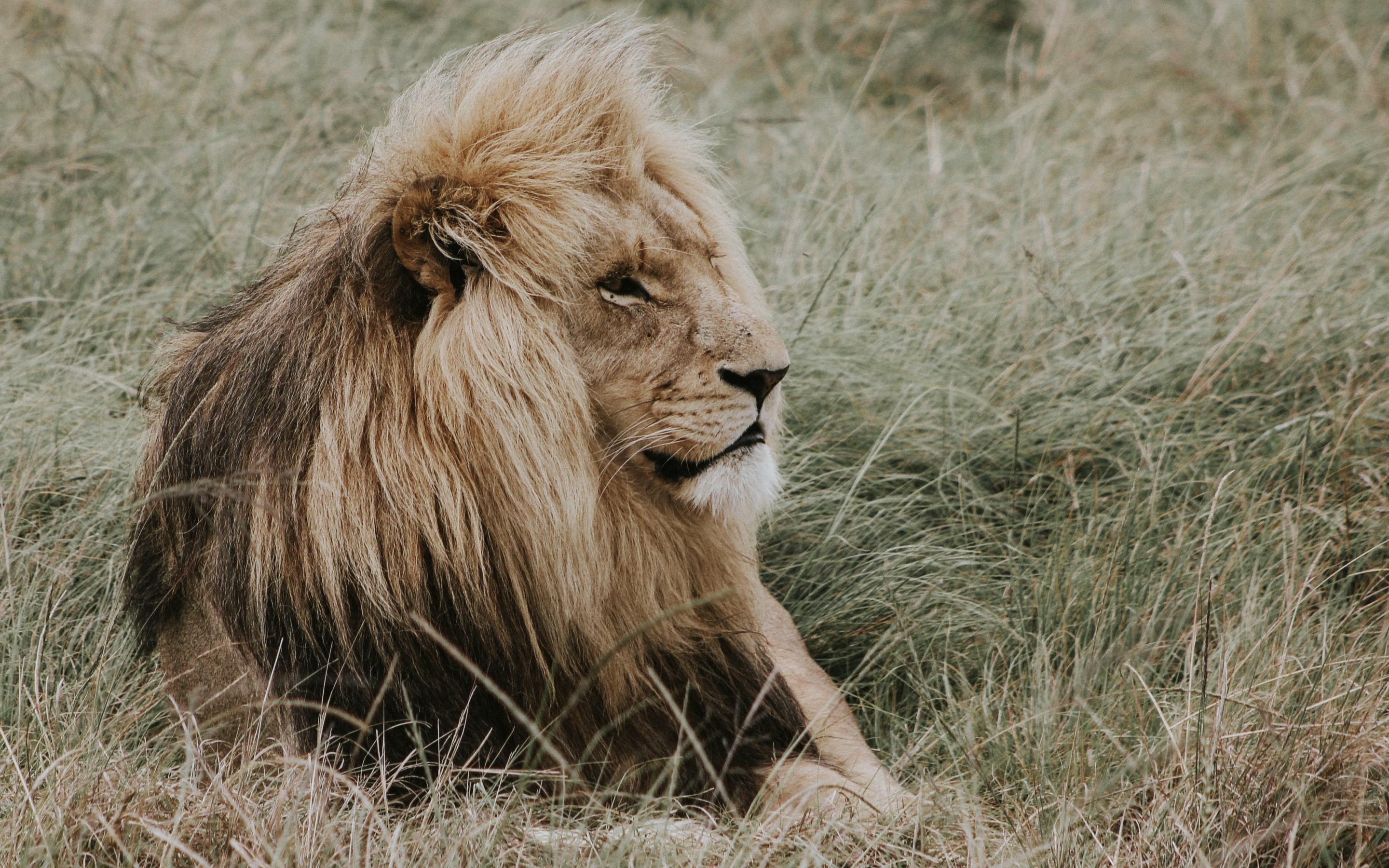 Lion, relaxed, predator, outdoor, 2880x1800 wallpaper