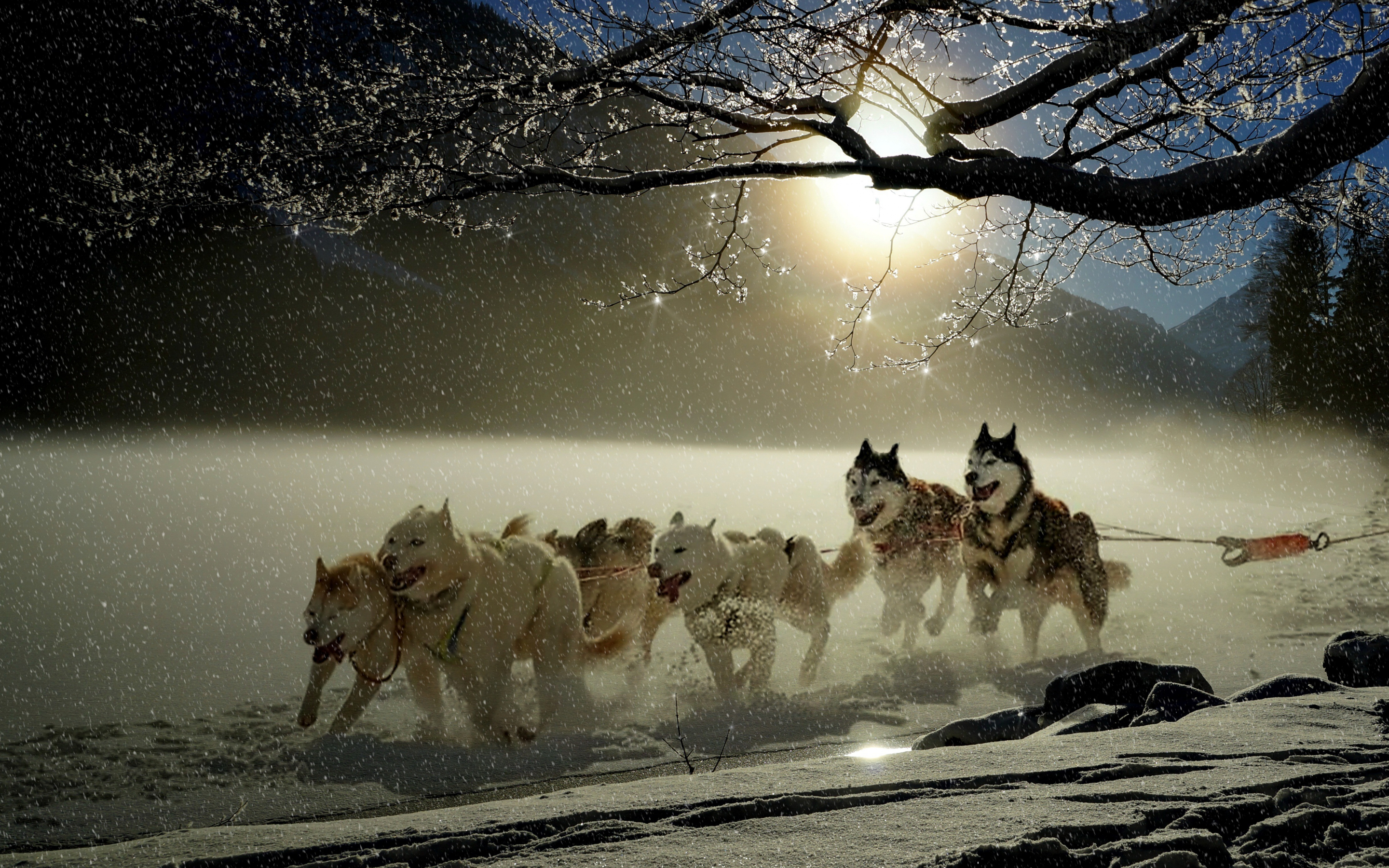 Dogs, run, winter, outdoor, 2880x1800 wallpaper