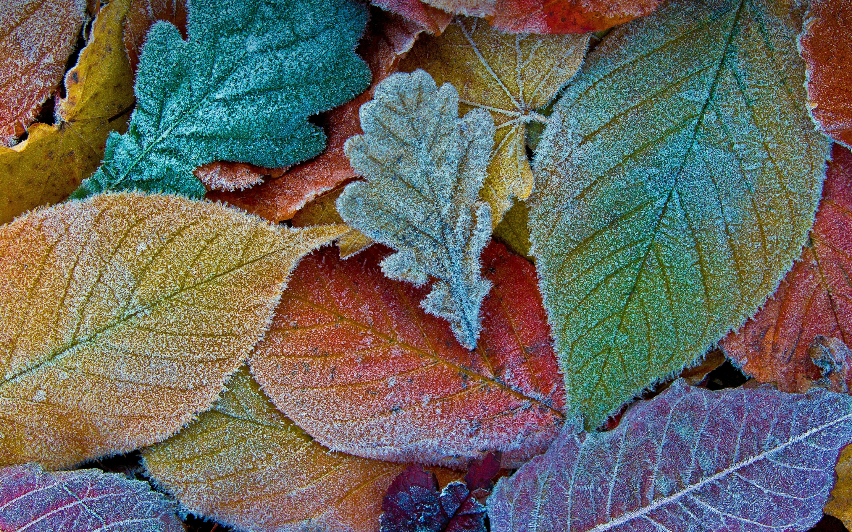 Colorful leaves, autumn, frost, 2880x1800 wallpaper