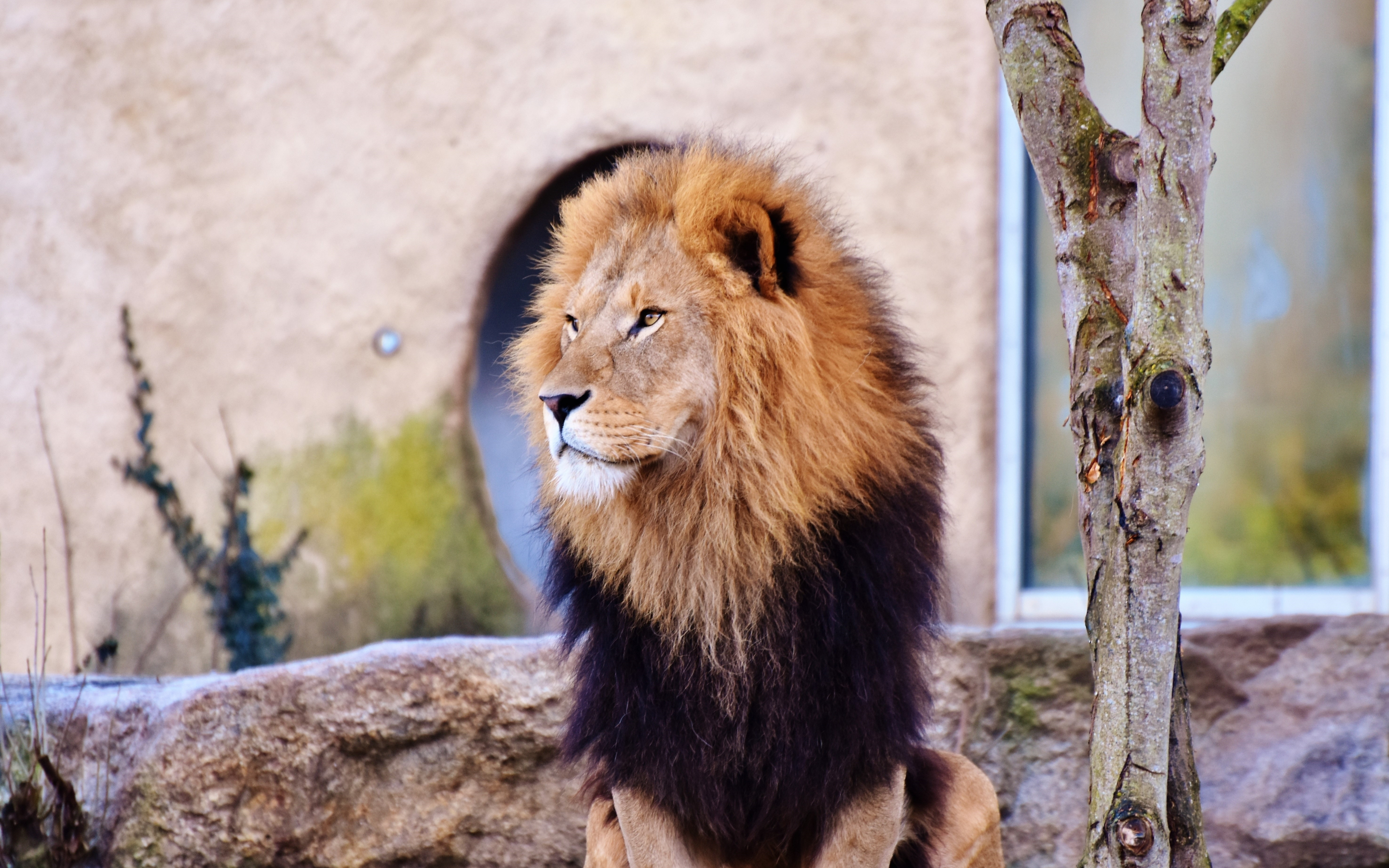 Mighty, lion, predator, calm, fur, 2880x1800 wallpaper
