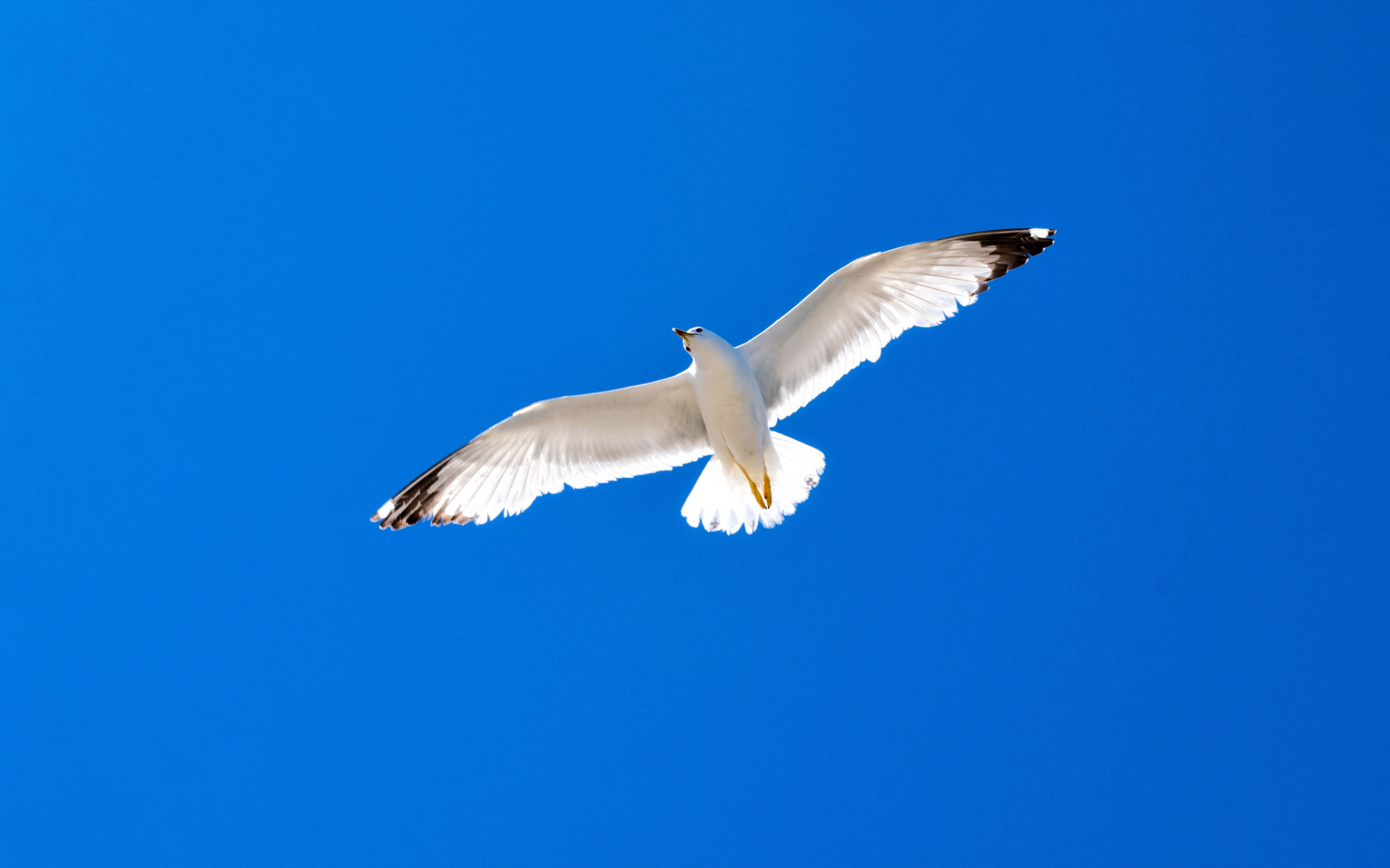 White bird, seagull, blue sky, 2880x1800 wallpaper