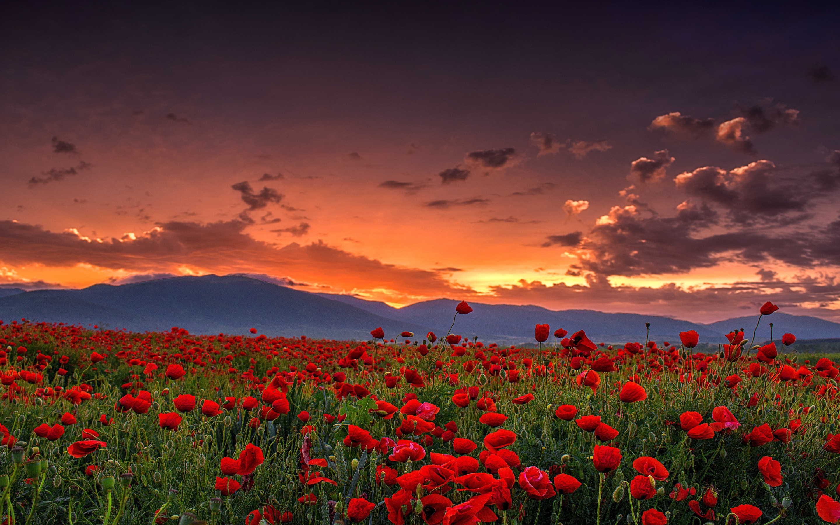 Poppy farm, sunset, landscape, nature, 2880x1800 wallpaper