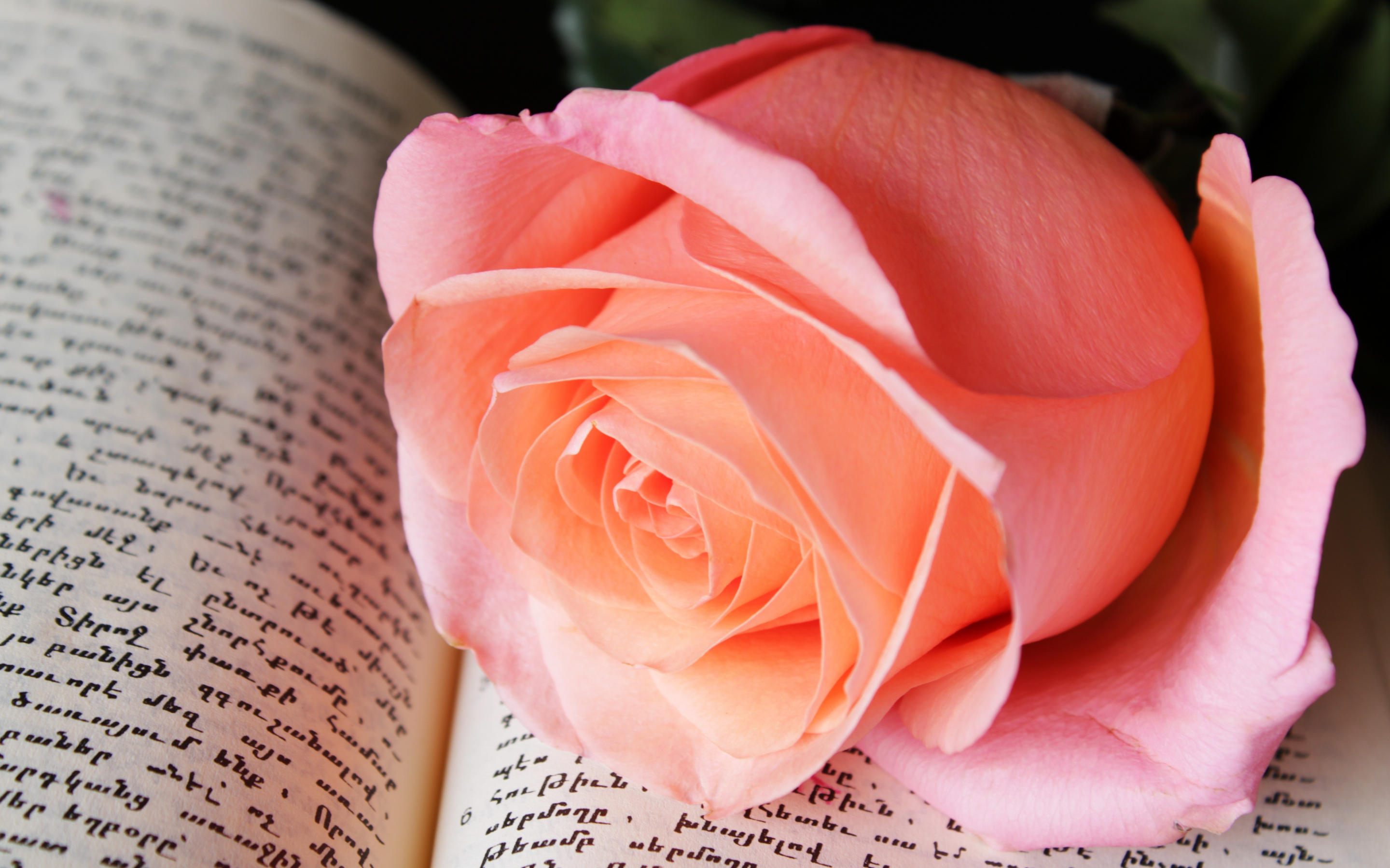 Close up, rose pink, adorable flower, 2880x1800 wallpaper