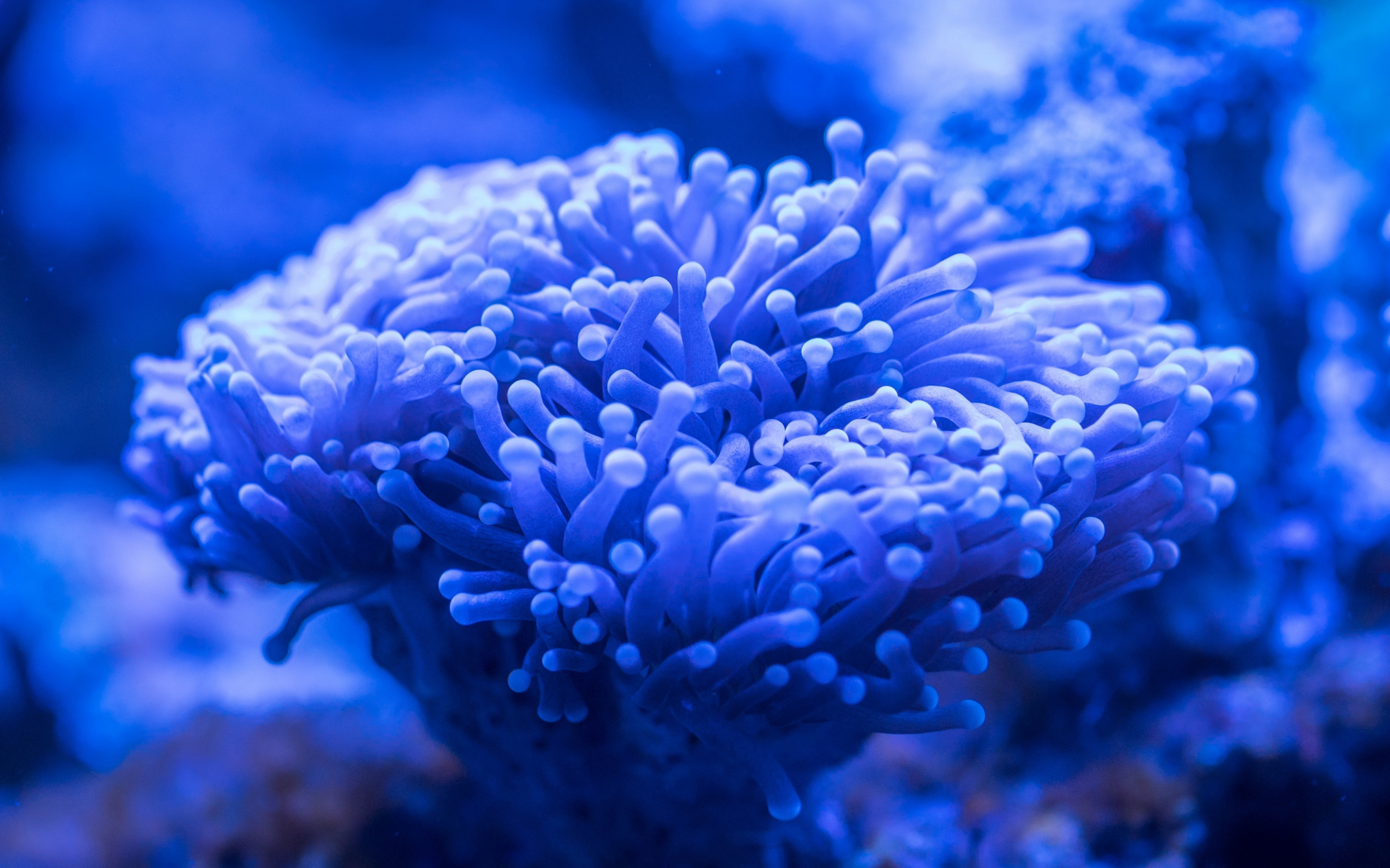 Blue coral, plants, underwater, 2880x1800 wallpaper