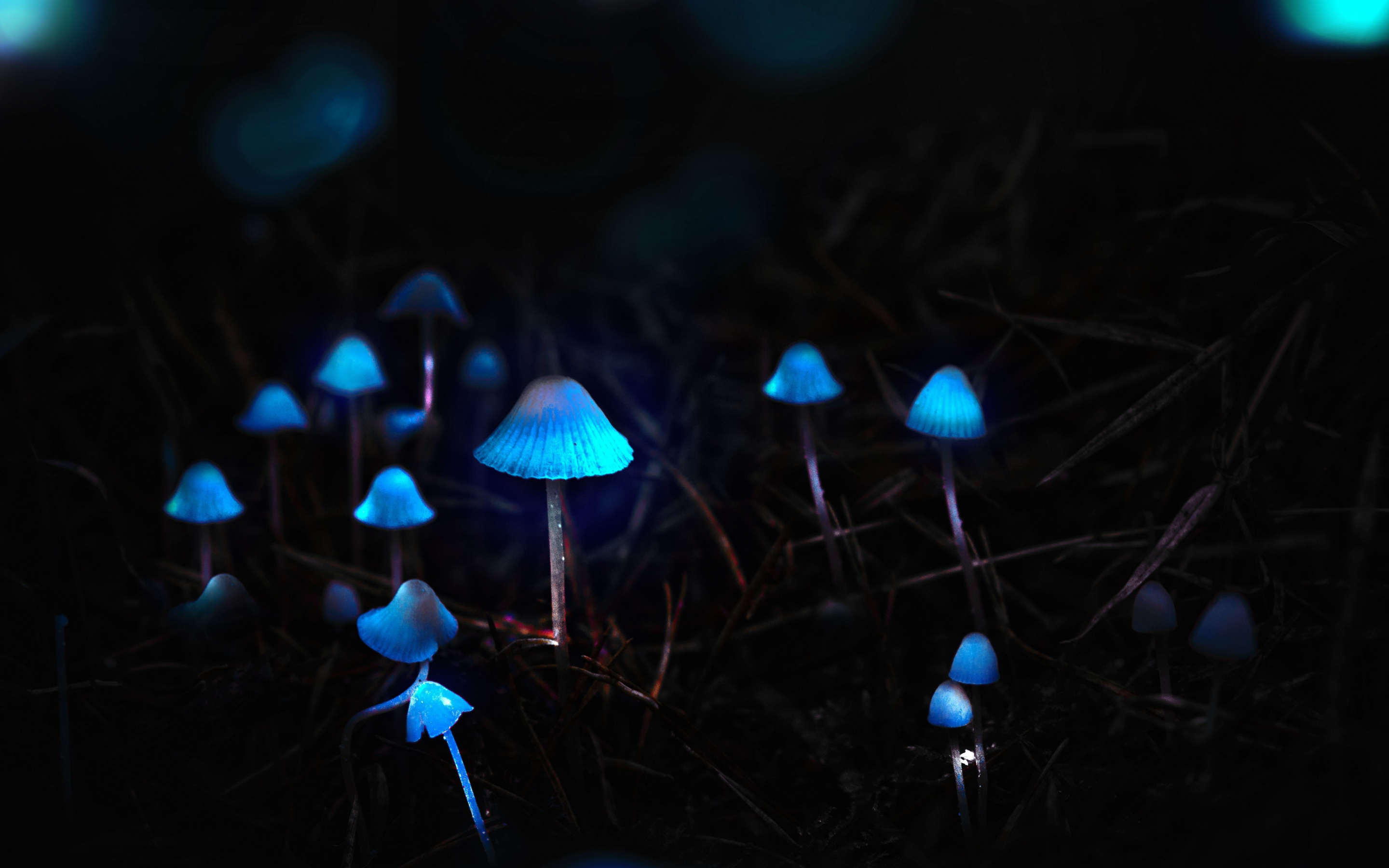 Mushrooms, toadstools, portrait, blue glow, 2880x1800 wallpaper