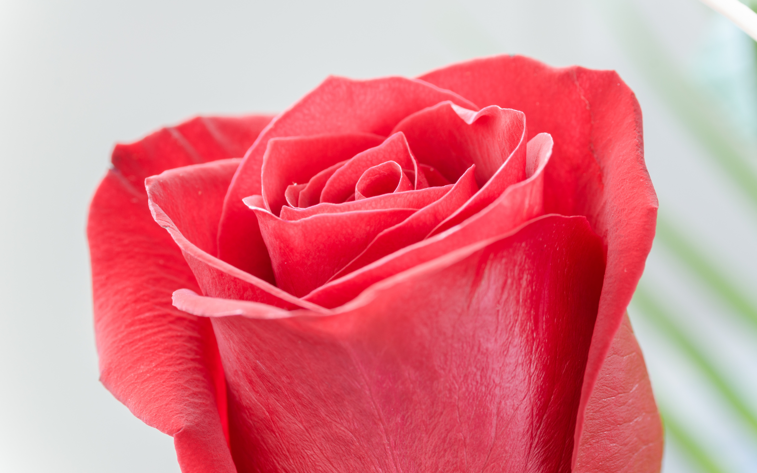 Red rose, flower, close up, bud, 2880x1800 wallpaper