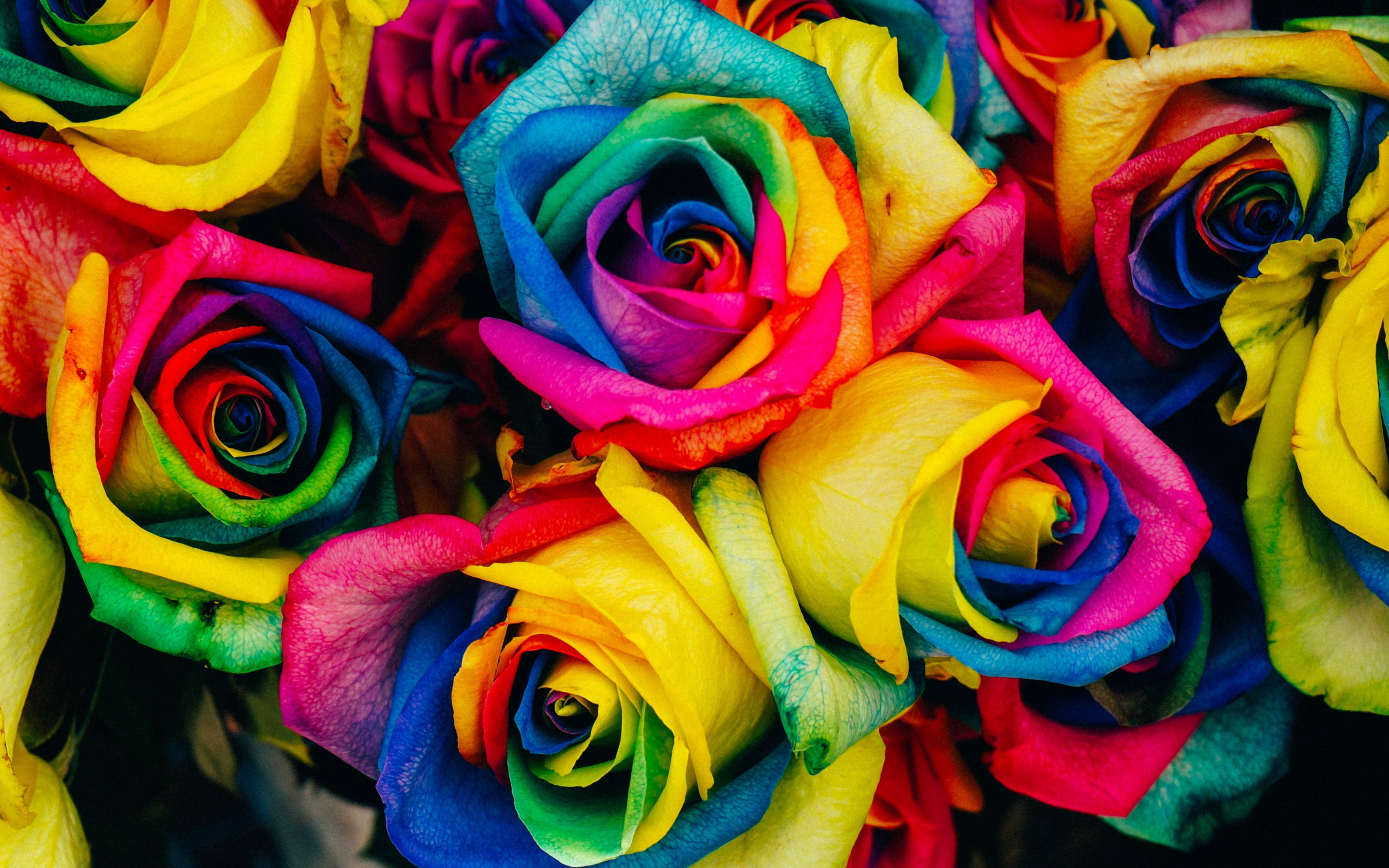 Colorful roses, decoration bouquet, close-up, 2880x1800 wallpaper