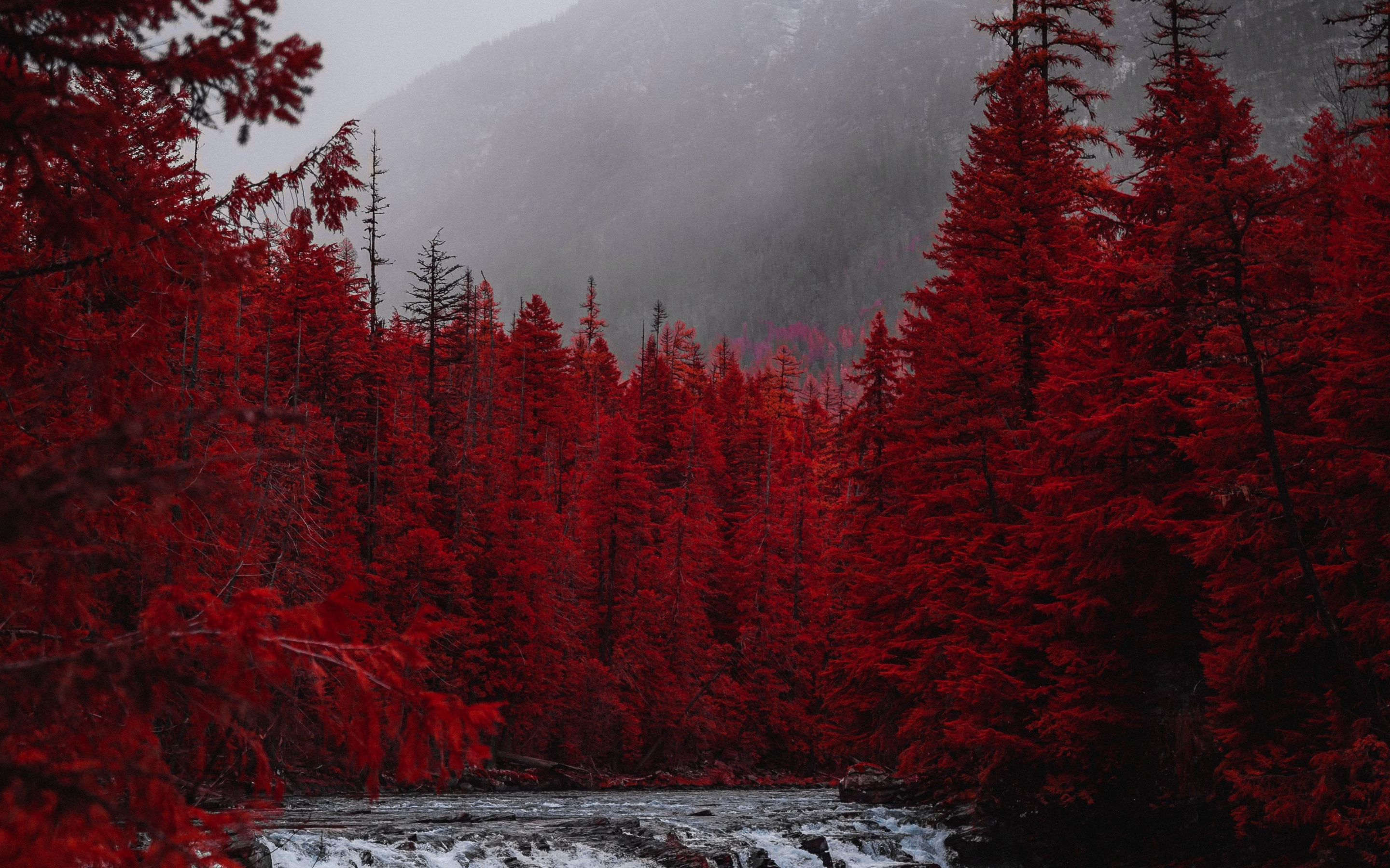 Red forest, tree, stream, nature, 2880x1800 wallpaper
