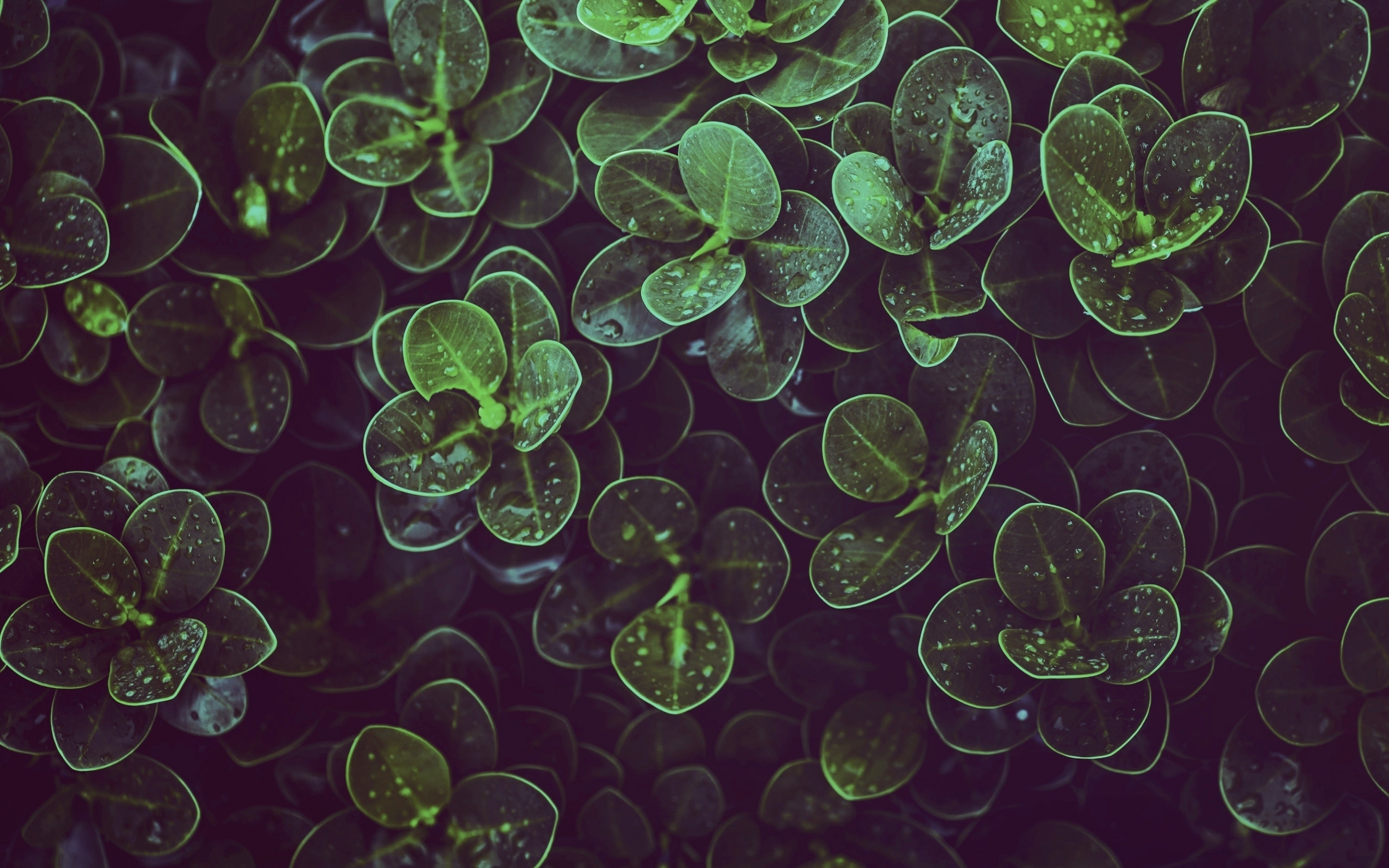 Drops, raindrops, leaves, green, 2880x1800 wallpaper
