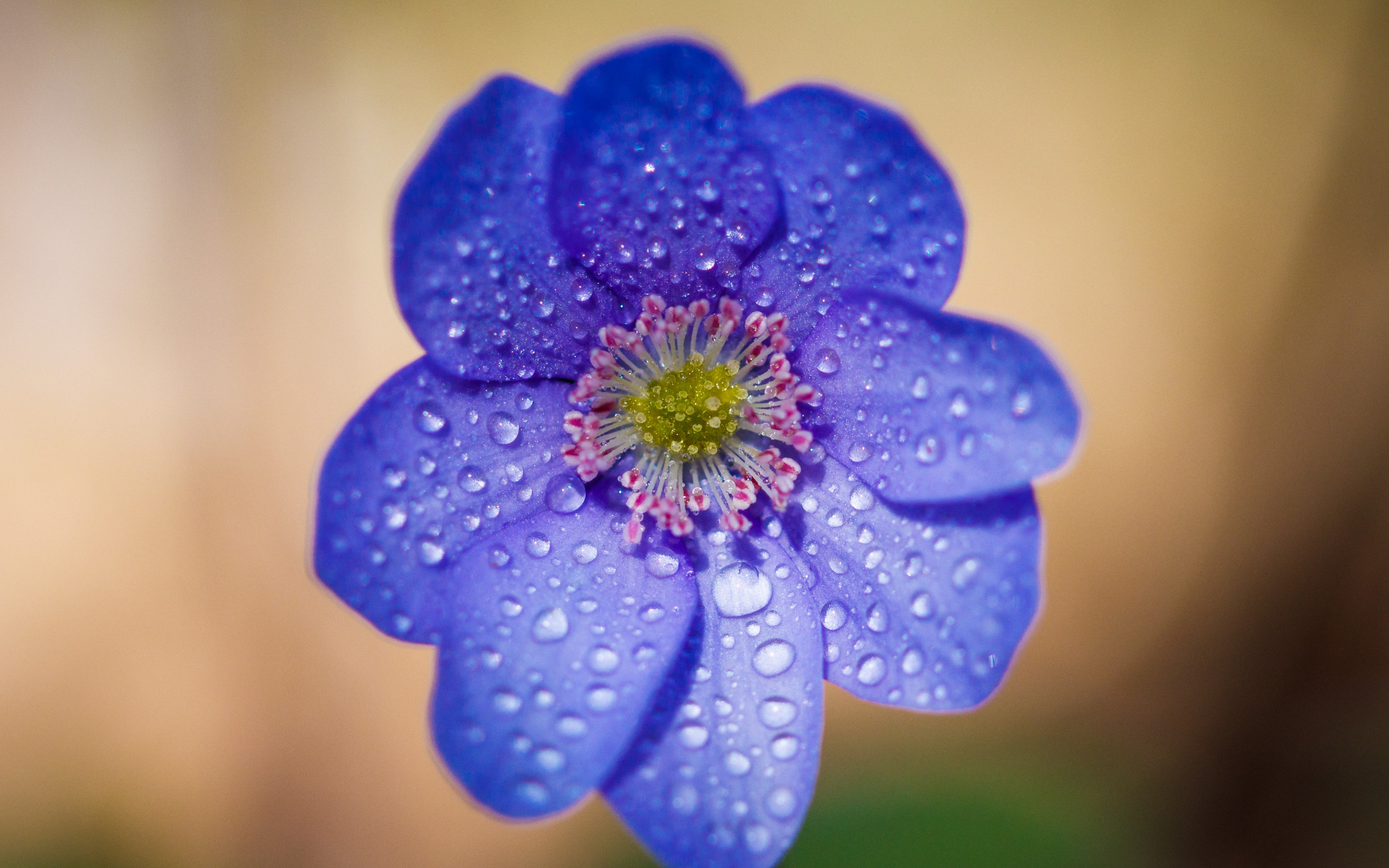 Blue flower, water drops, portrait, 2880x1800 wallpaper