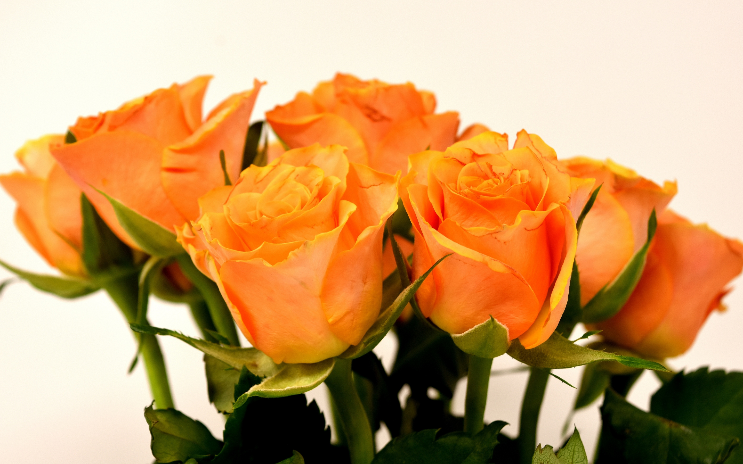 Roses, orange, flowers, bouquet, 2880x1800 wallpaper