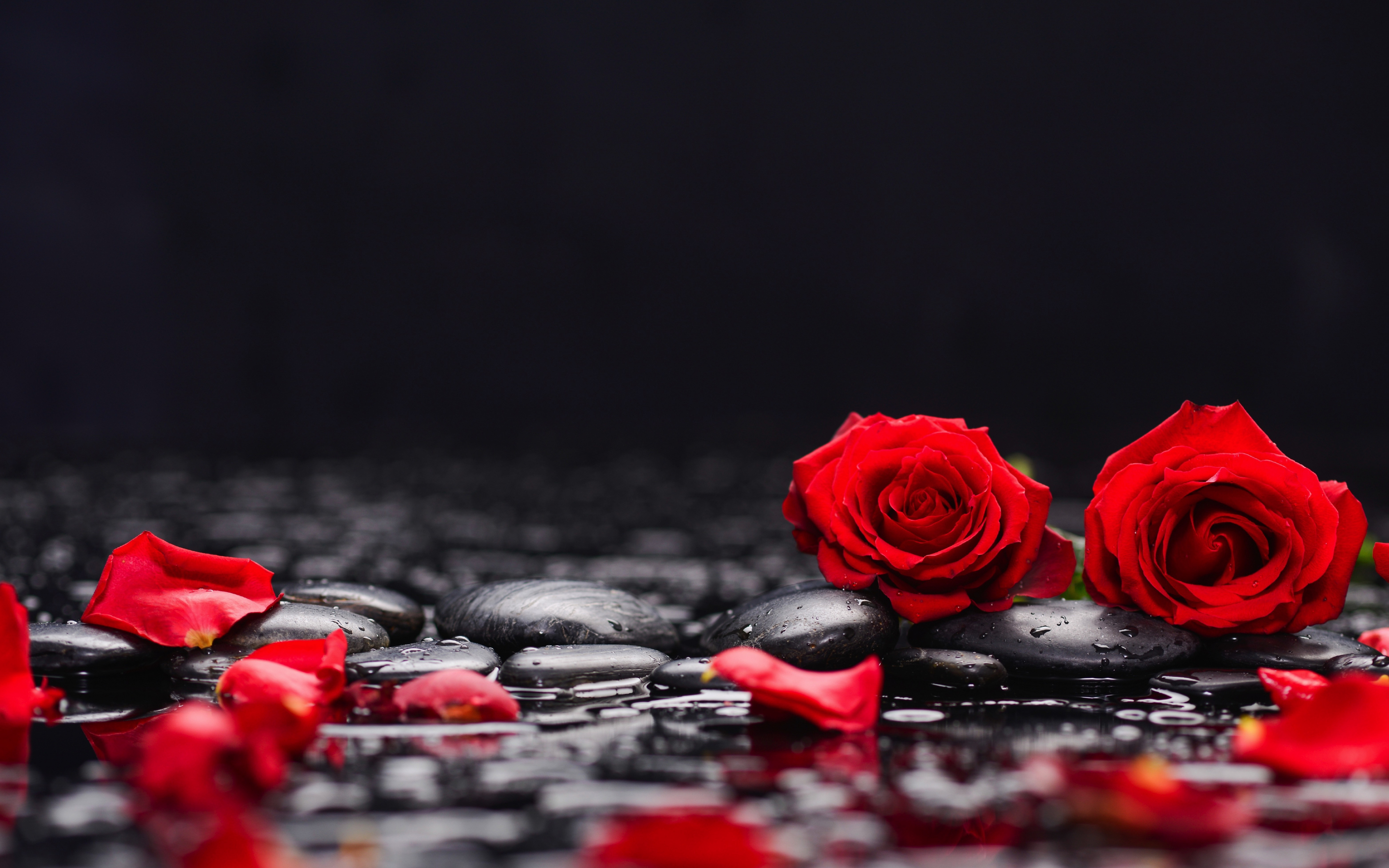 Red roses, petals, rocks, surface, 2880x1800 wallpaper