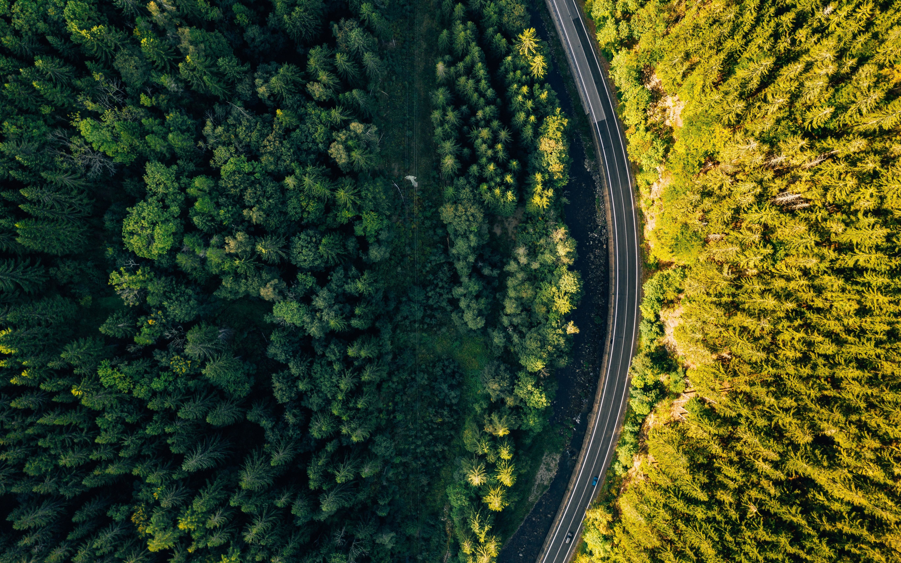 Aerial view, green trees, forest, fall, 2880x1800 wallpaper