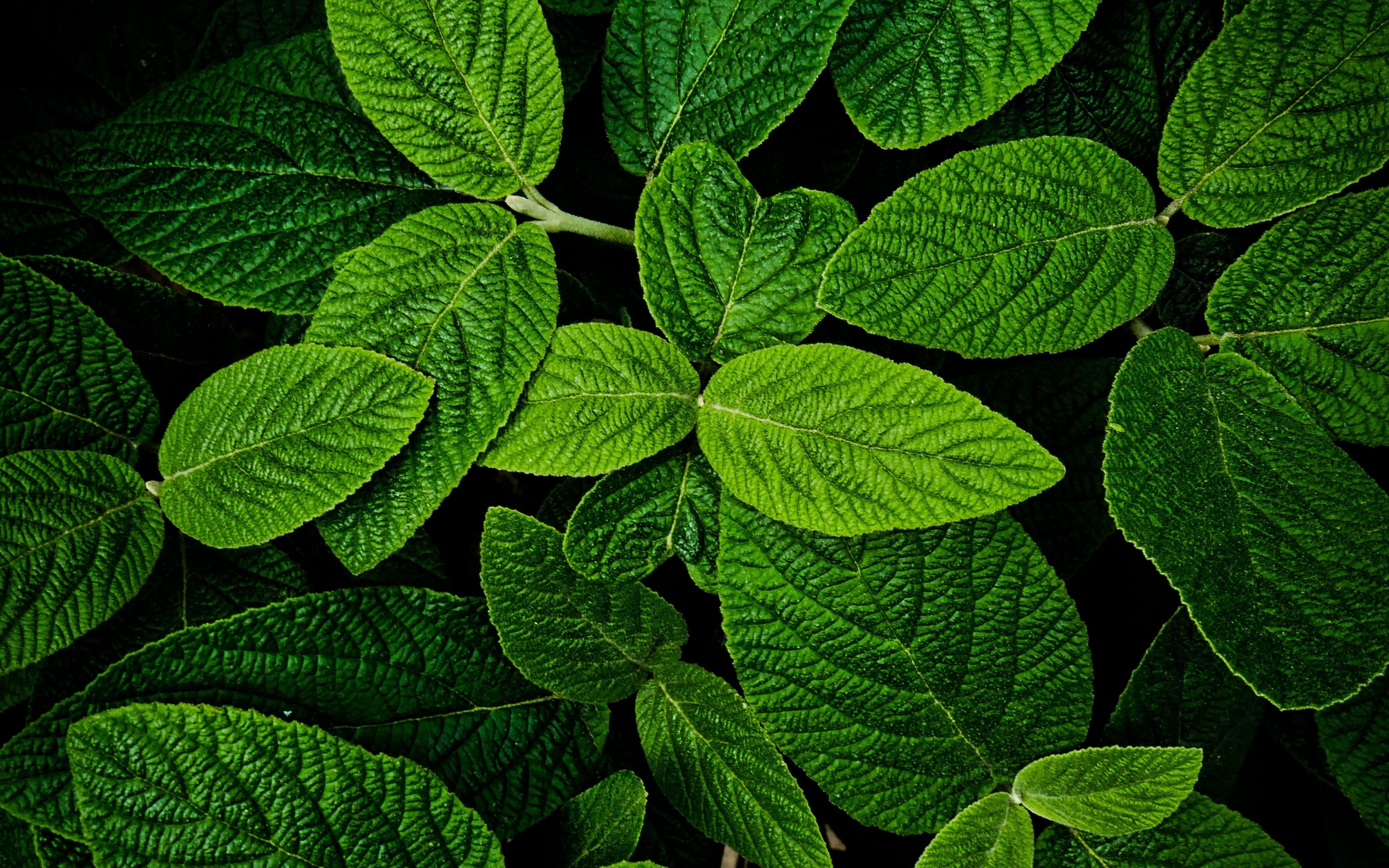 Leaves, macro, bright and green, 2880x1800 wallpaper
