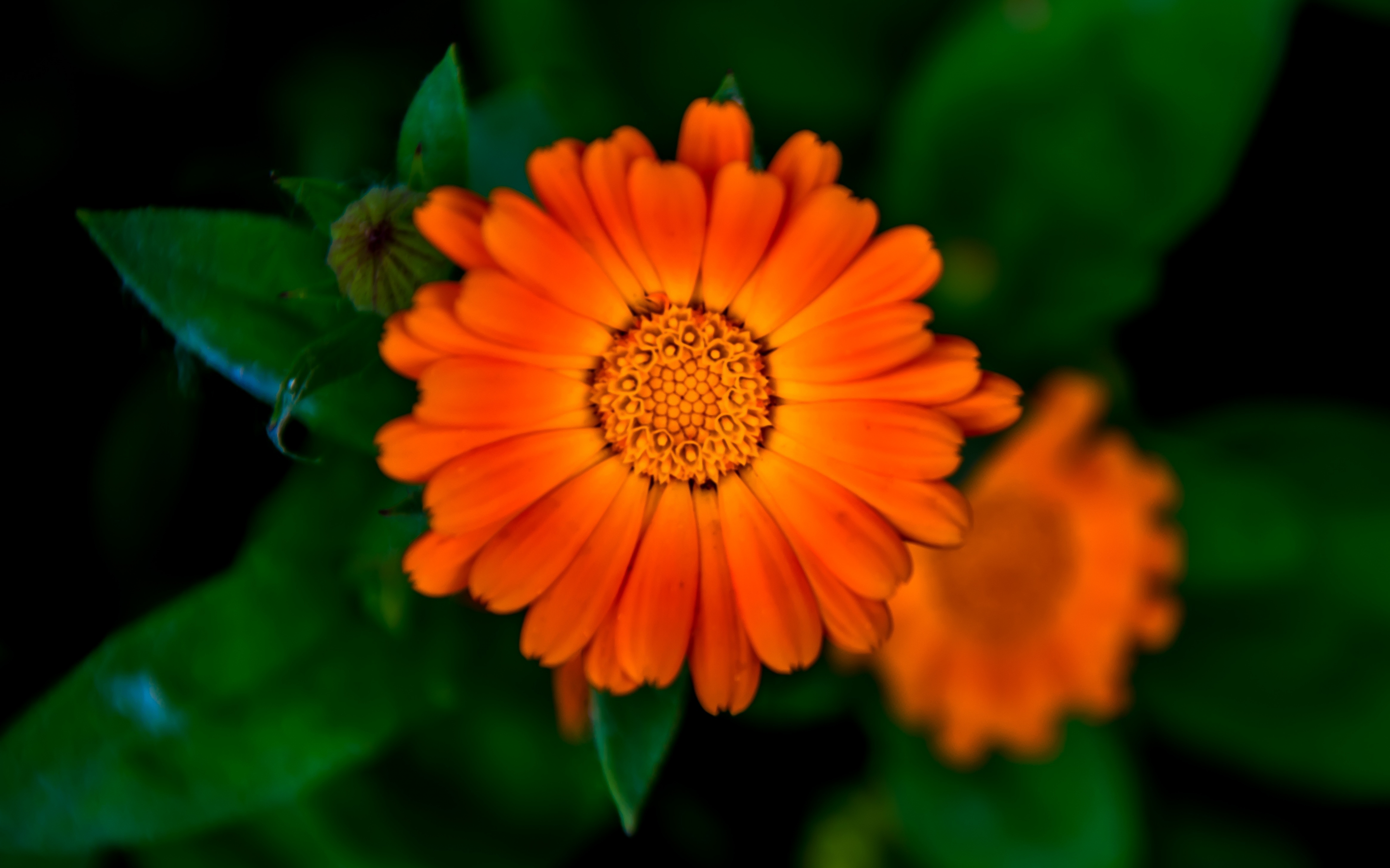Flower, bloom, Marigold, blur, 2880x1800 wallpaper