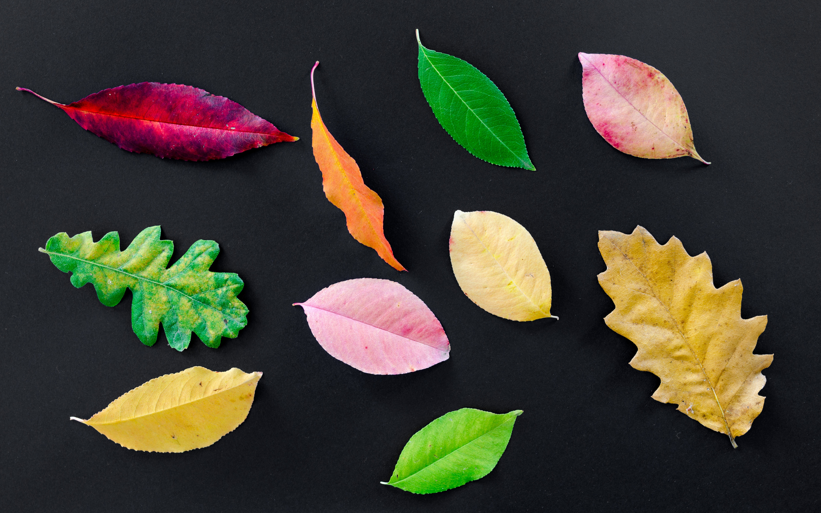 Autumn, various leaves, colorful, 2880x1800 wallpaper