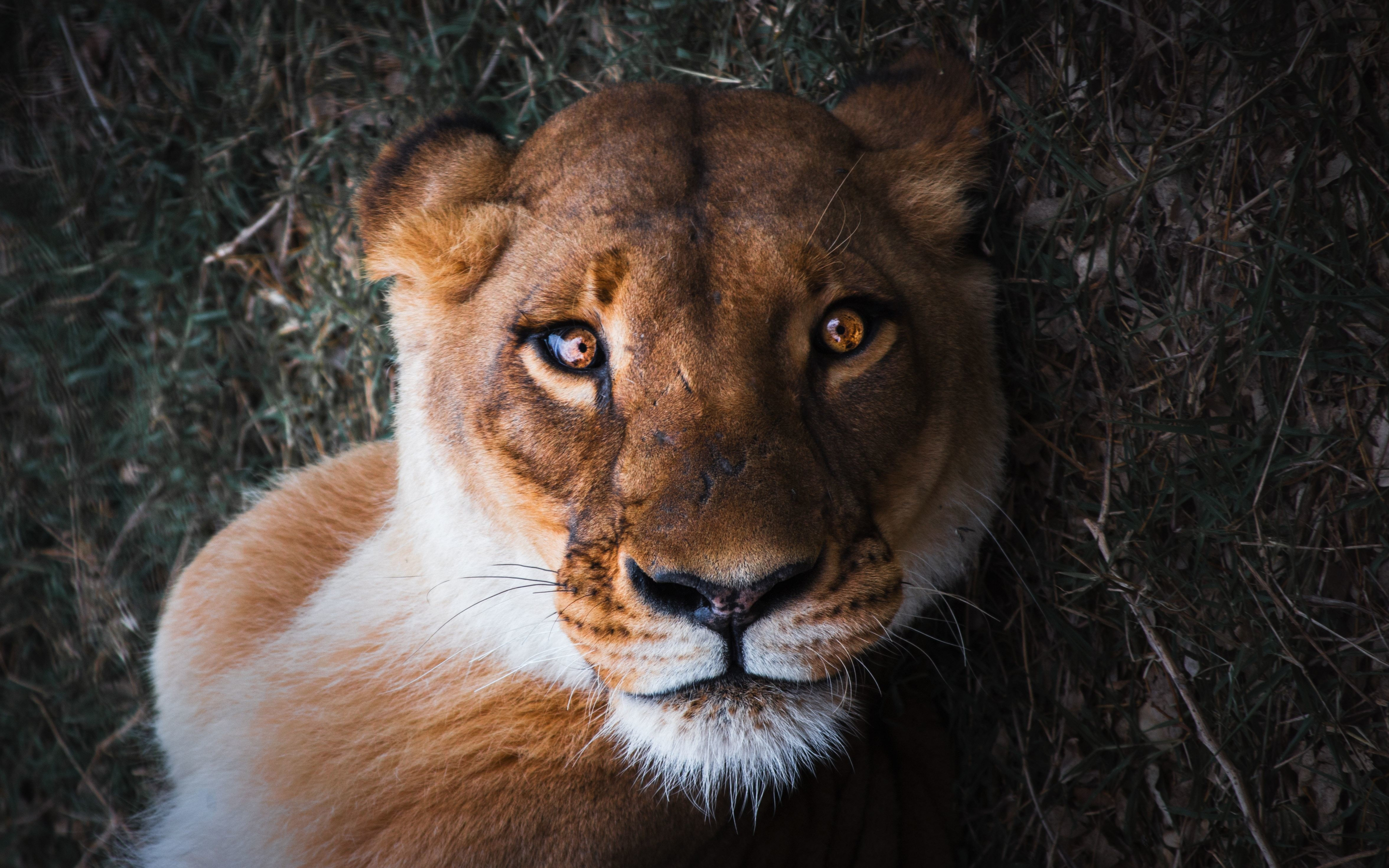 Lioness, female lion, curious, muzzle, close up, 2880x1800 wallpaper