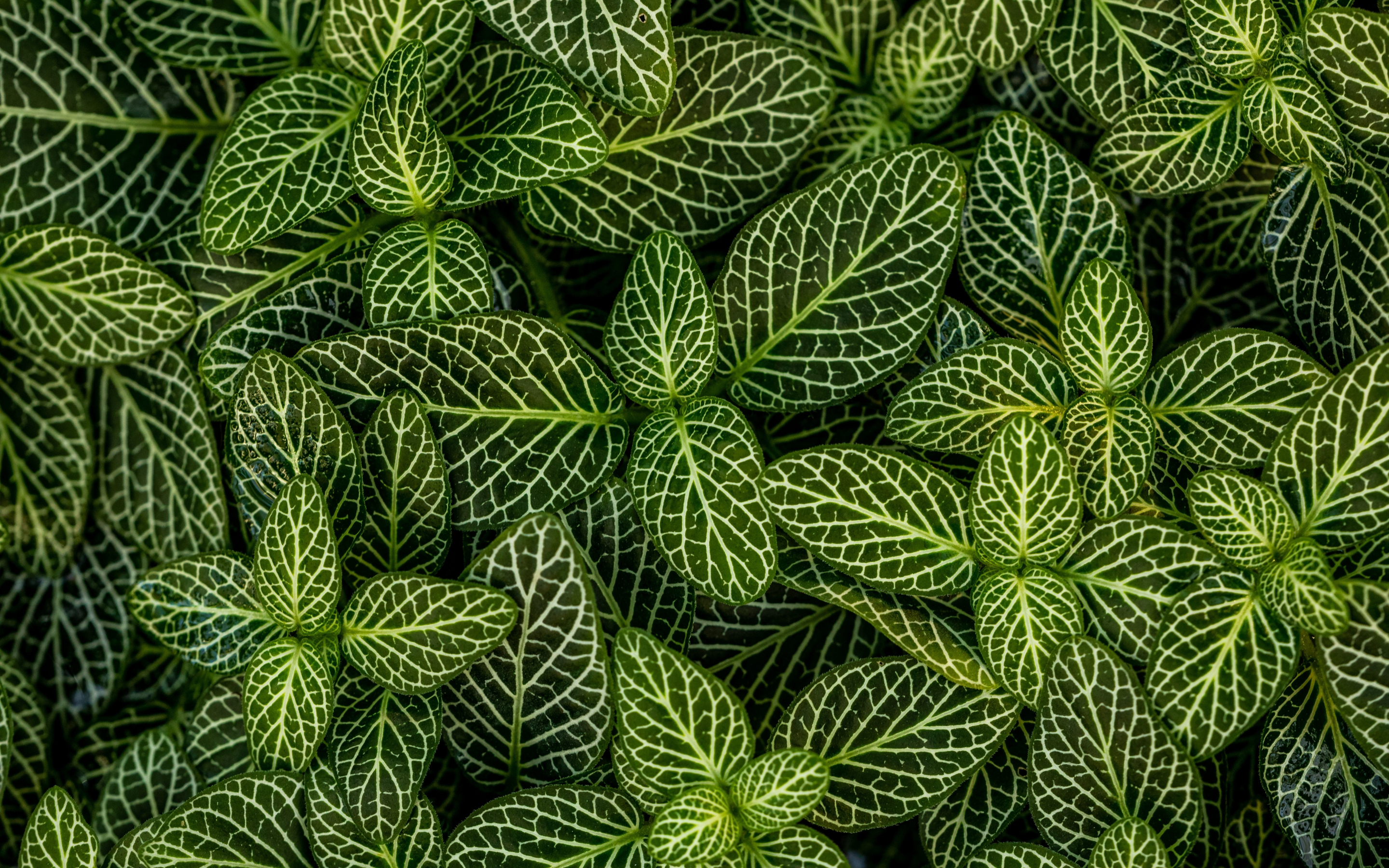 Plants, leaves, green, striped, 2880x1800 wallpaper