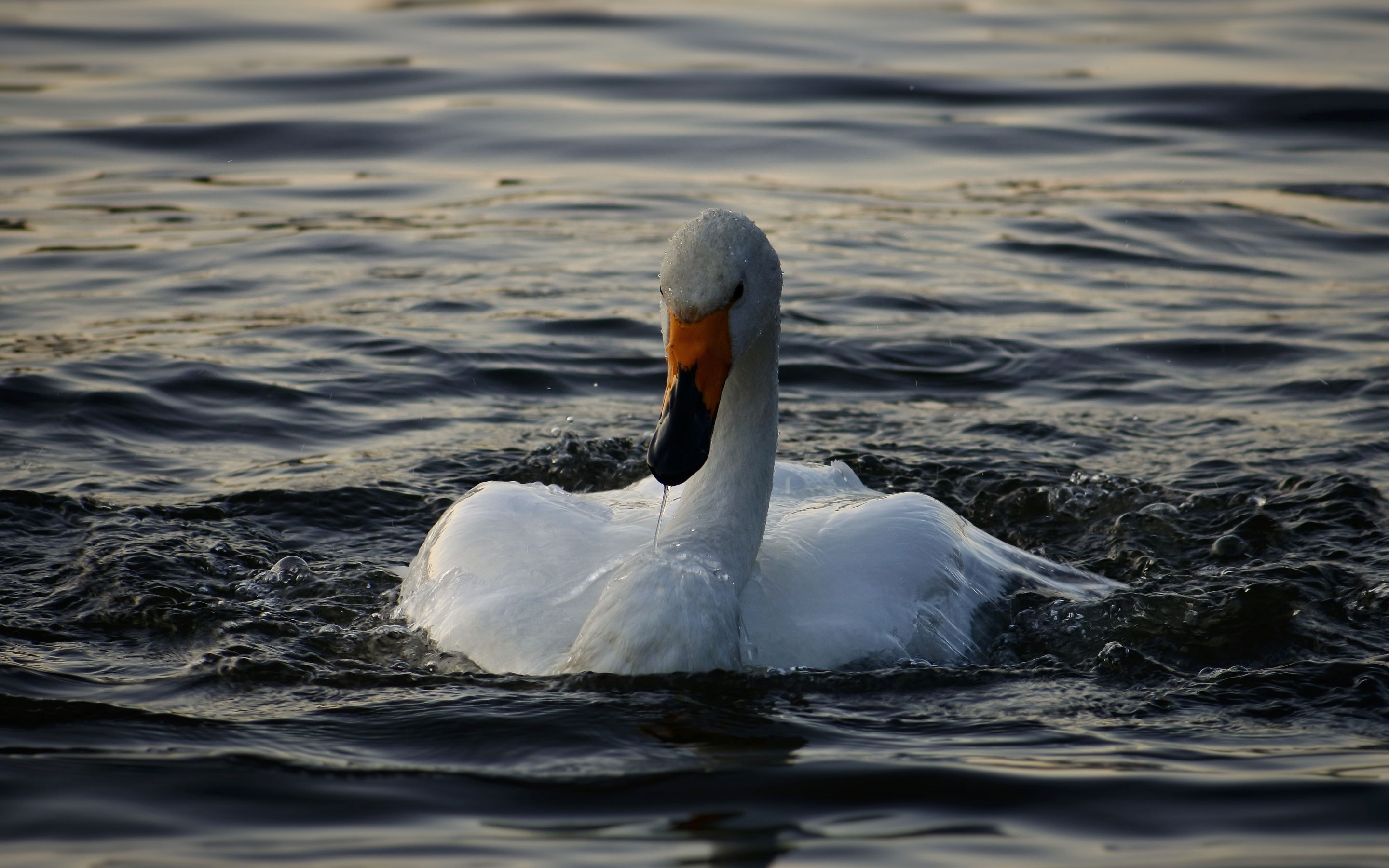 Swan, bird, white, swimming, water, 2880x1800 wallpaper