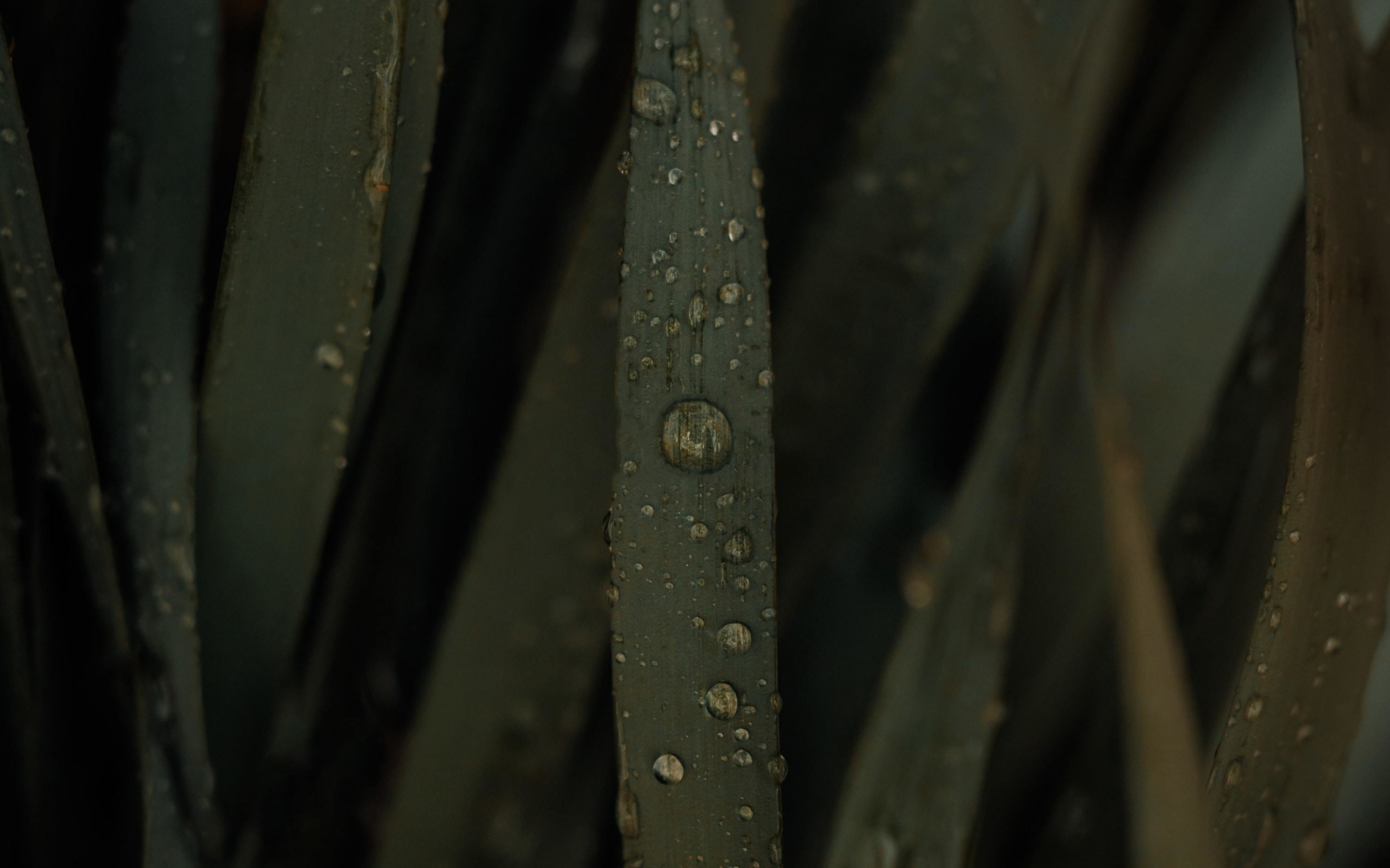 Drops on leaf, green big grass, close up, 2880x1800 wallpaper