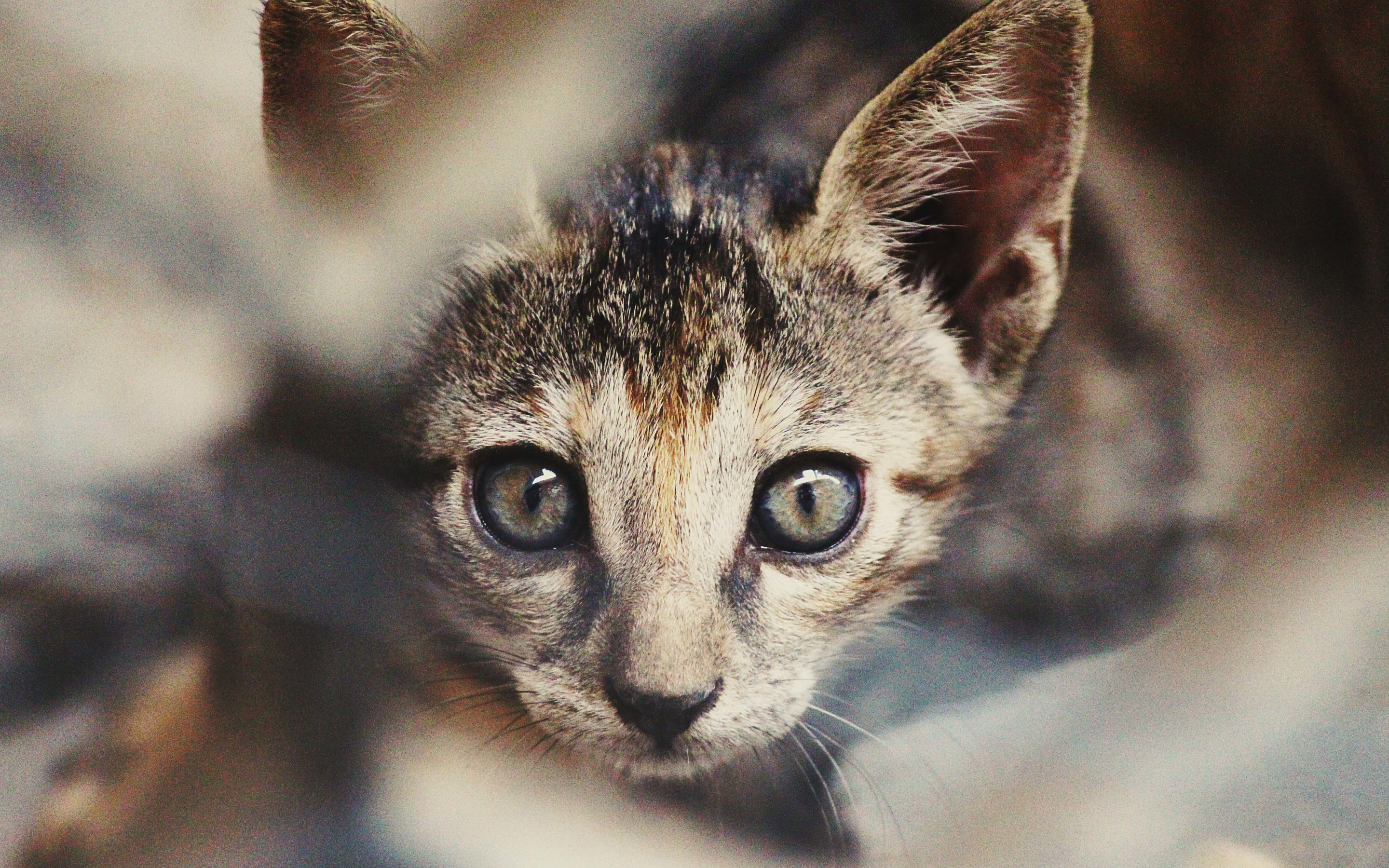 Kitten, curious, animal, muzzle, pet, 2880x1800 wallpaper