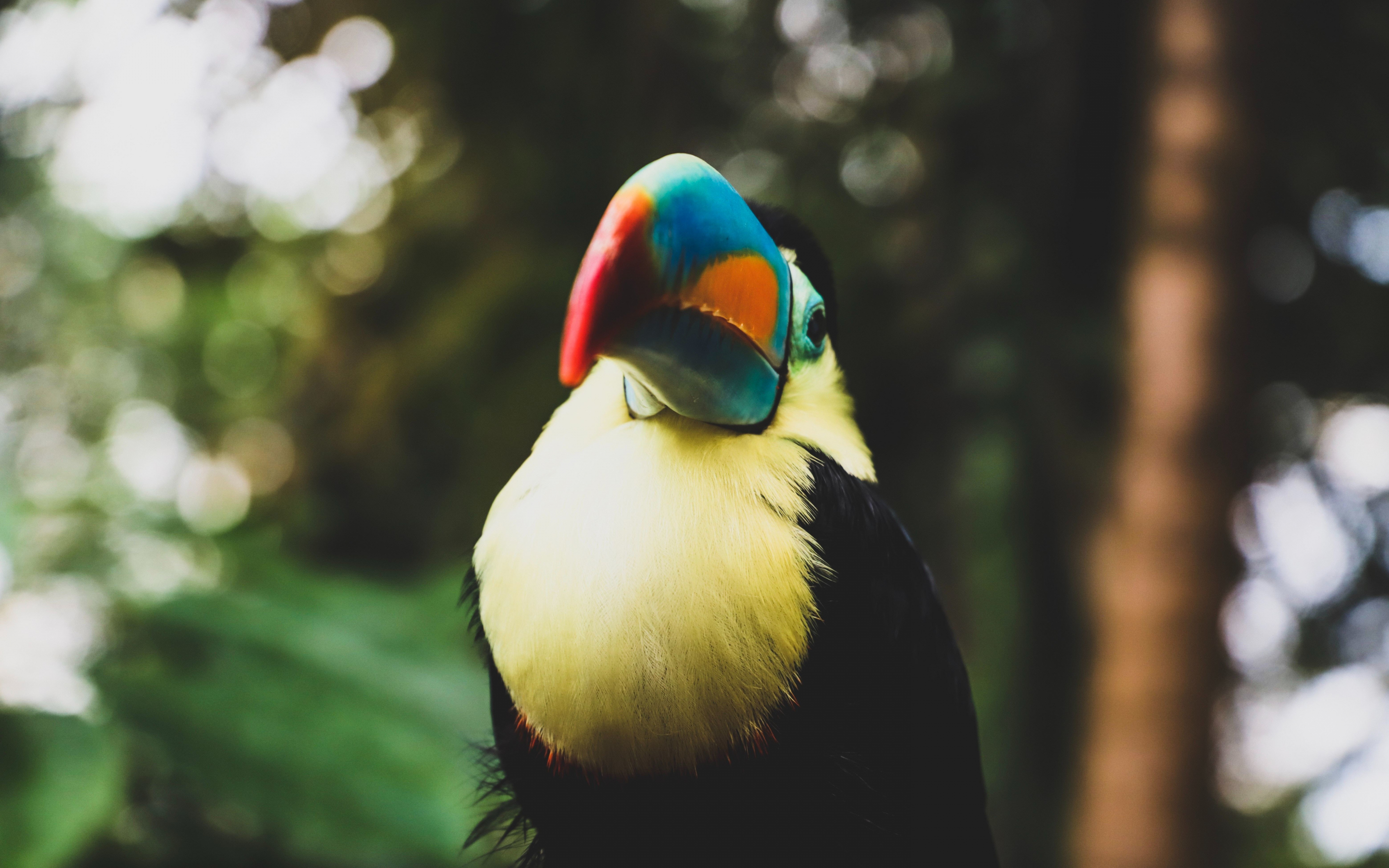 Toucan, colorful, beak, bird, 2880x1800 wallpaper