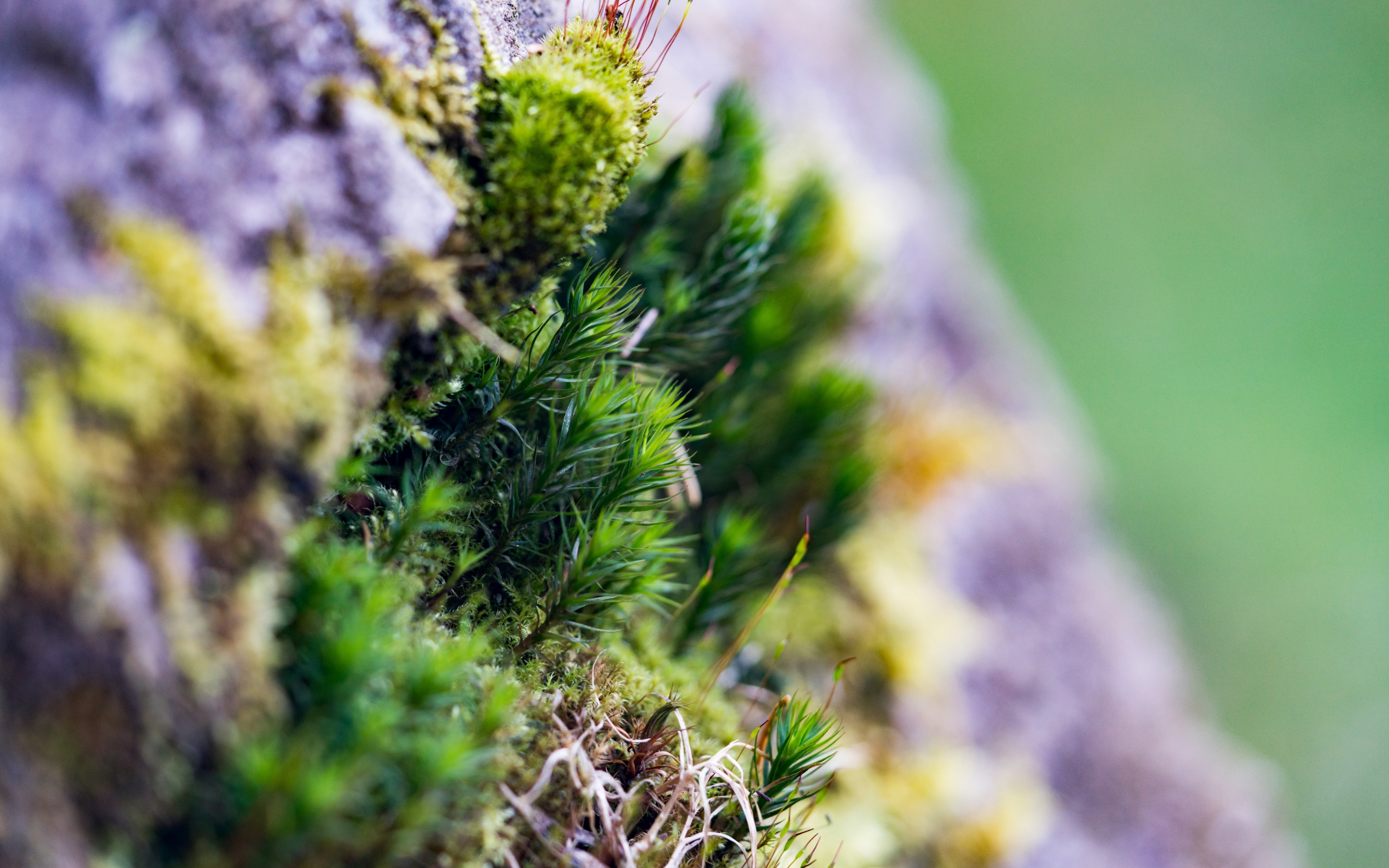 Moss, small grass, close up, 2880x1800 wallpaper