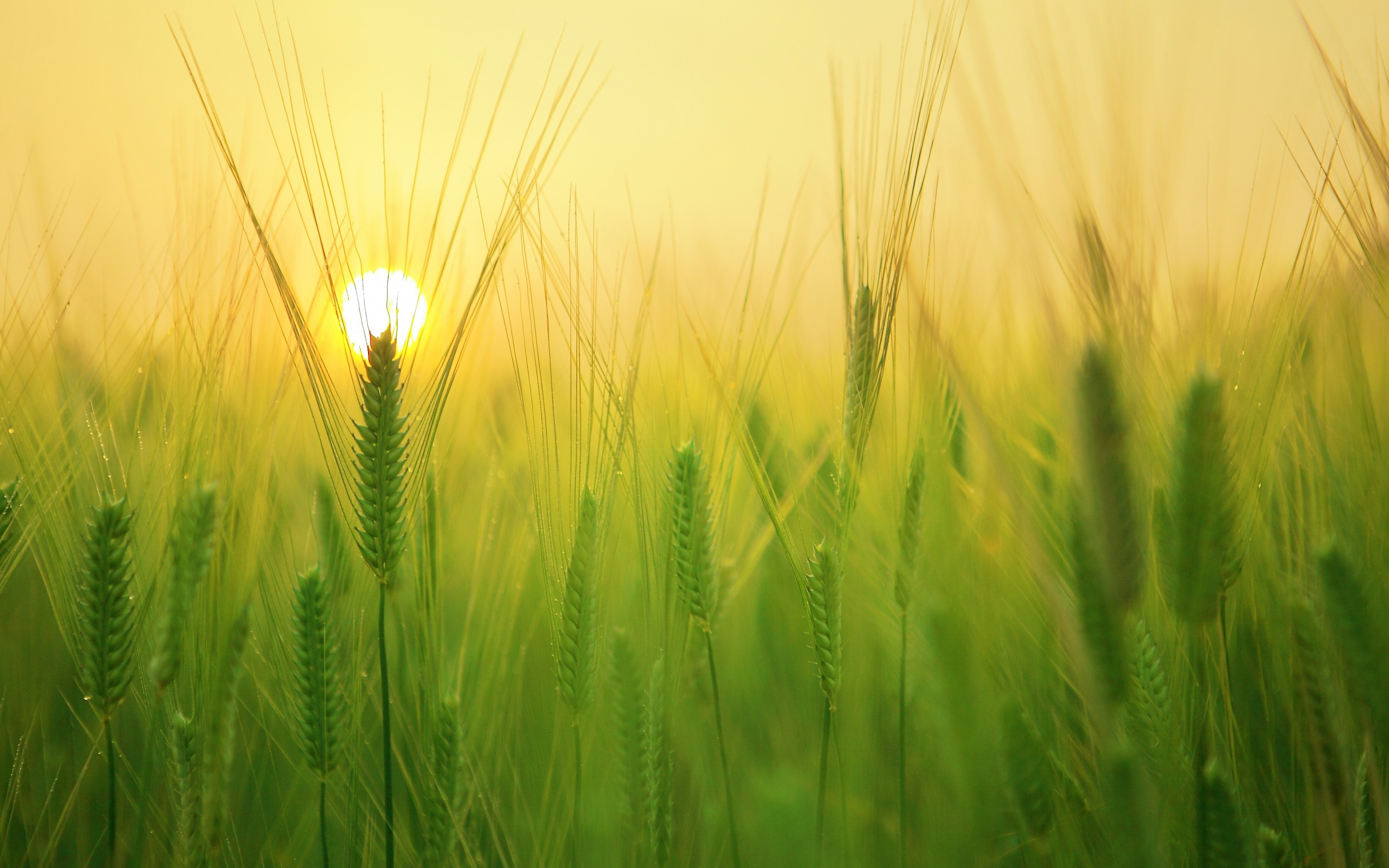 Barley field, grass threads, sunrise, 2880x1800 wallpaper