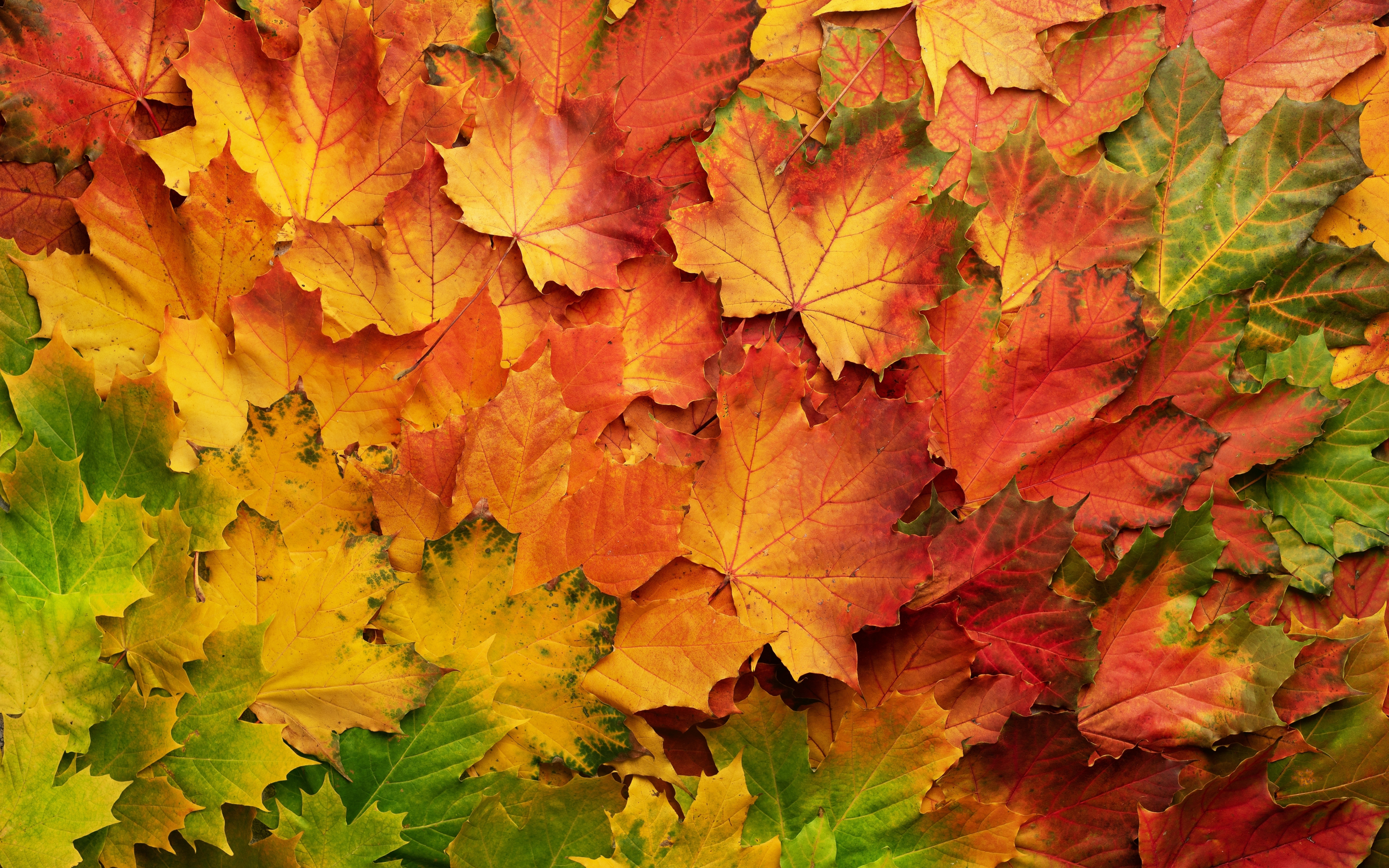 Autumn, leaf, colored, 2880x1800 wallpaper