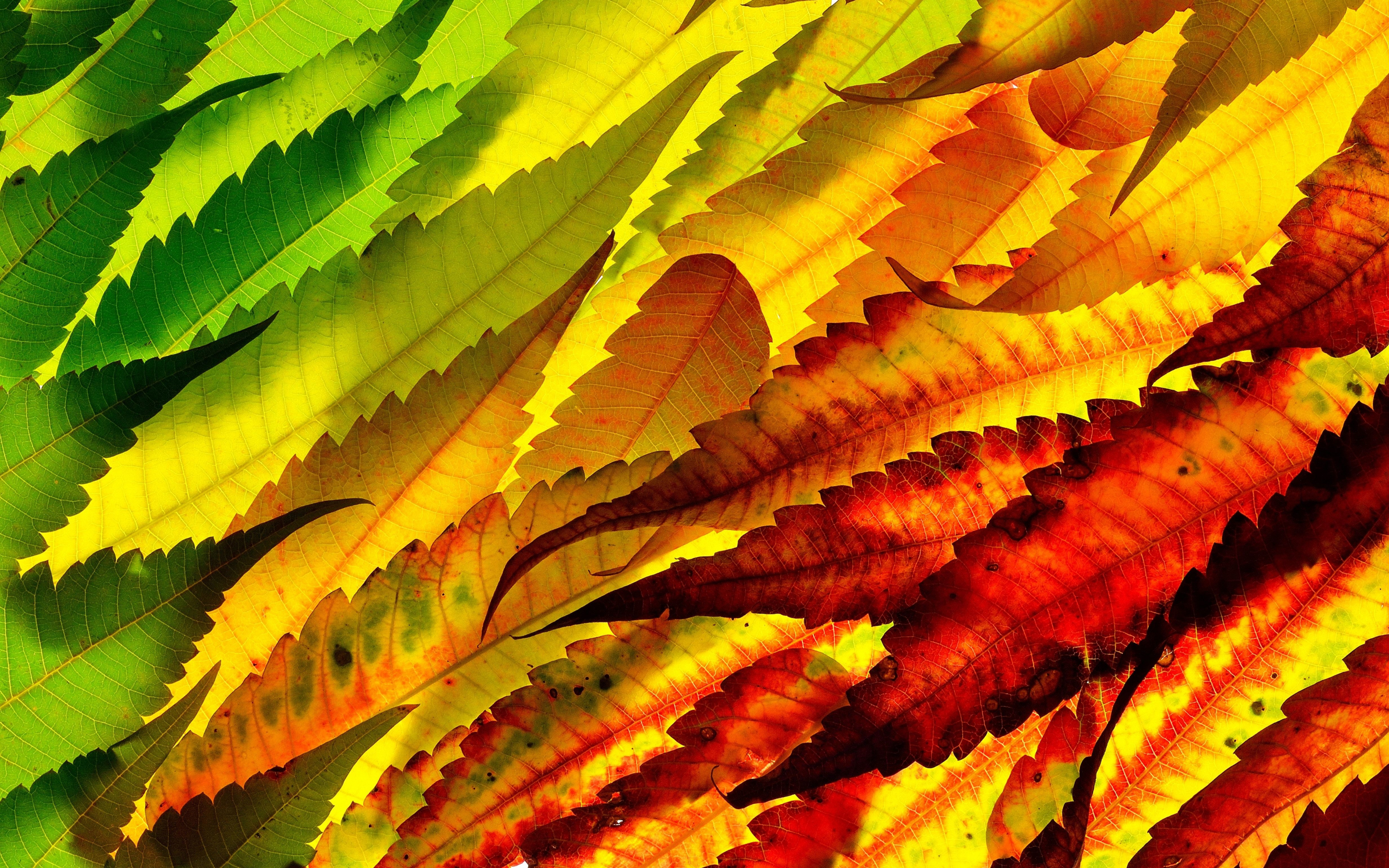 Colorful, leaf, autumn, close up, 2880x1800 wallpaper